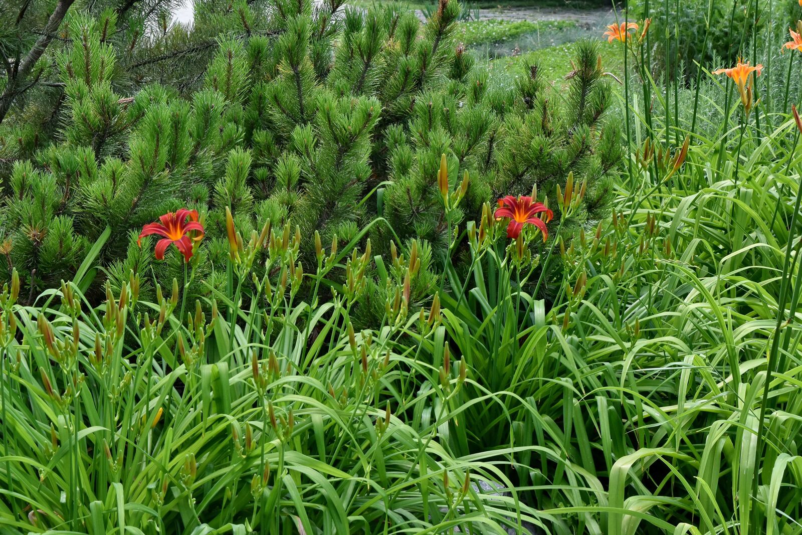 Nikon D5500 sample photo. Conifers, flower garden, lily photography