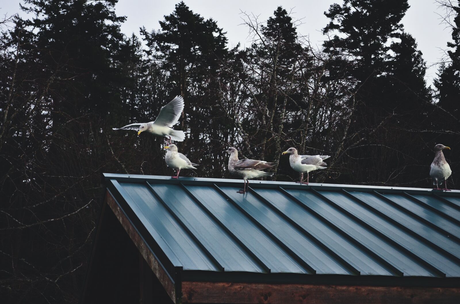 Nikon D5100 sample photo. Seagulls, beach, seagull photography