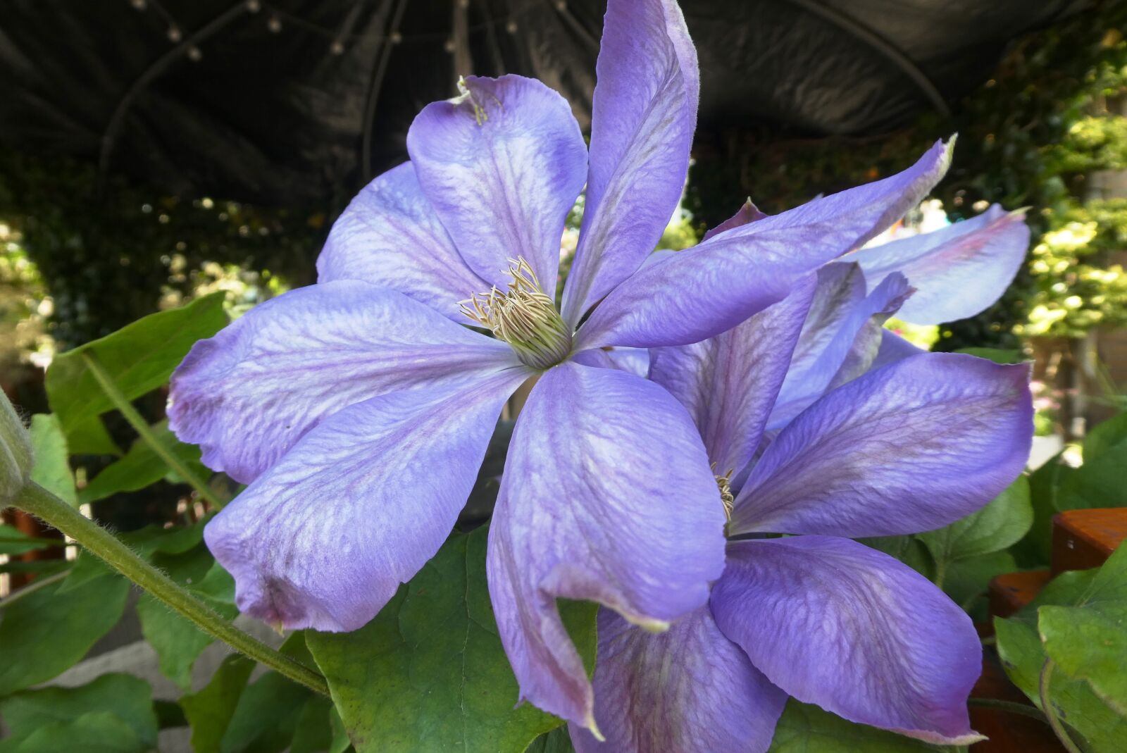 Panasonic Lumix DC-ZS70 (Lumix DC-TZ90) sample photo. Larkspur, blue flower, garden photography