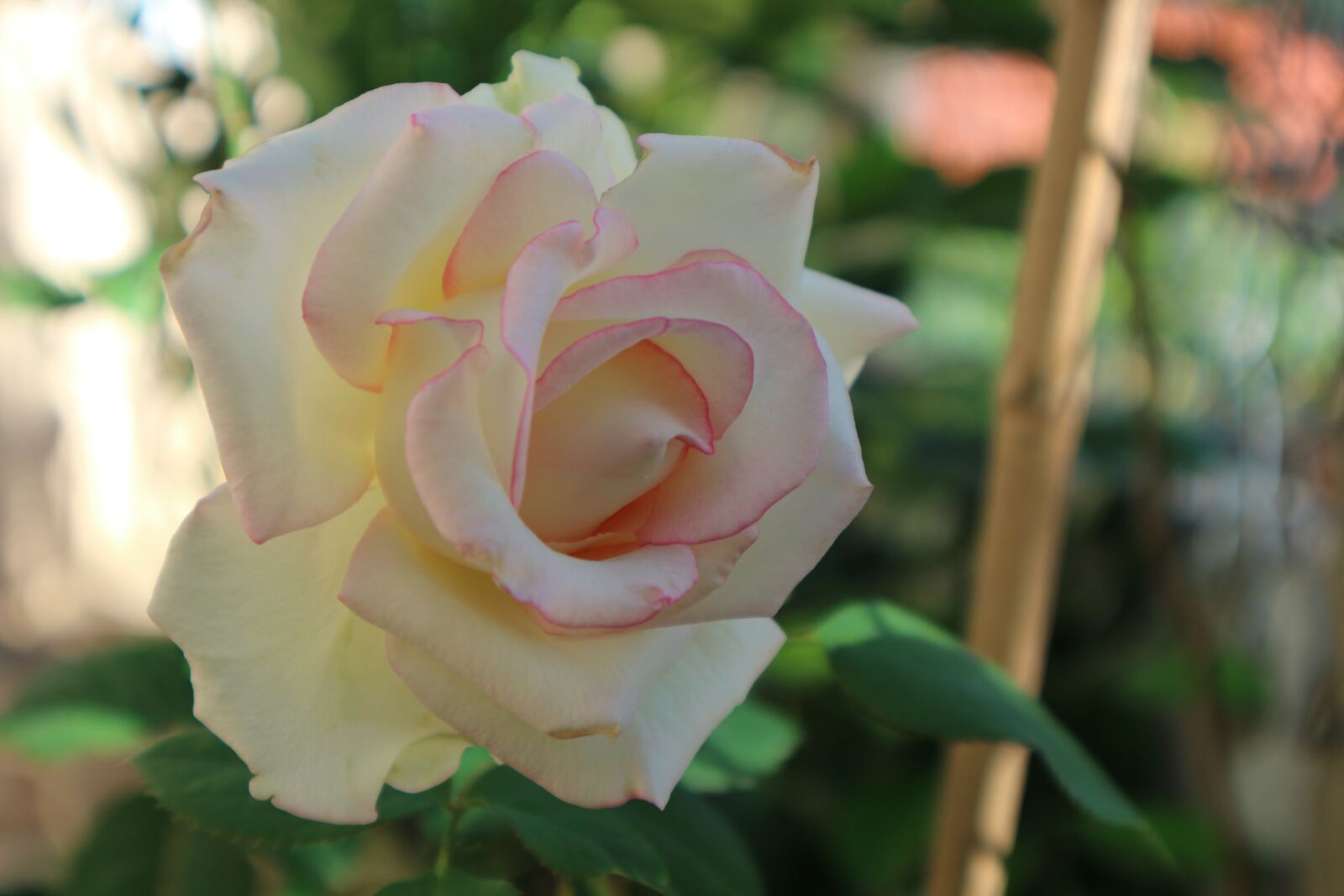 Canon EOS M10 sample photo. Rose, white, nature photography