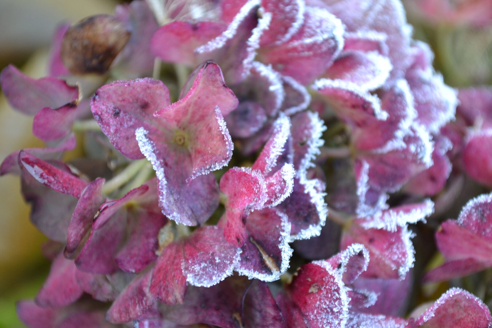 Nikon D3100 sample photo. Flower, garden, winter photography