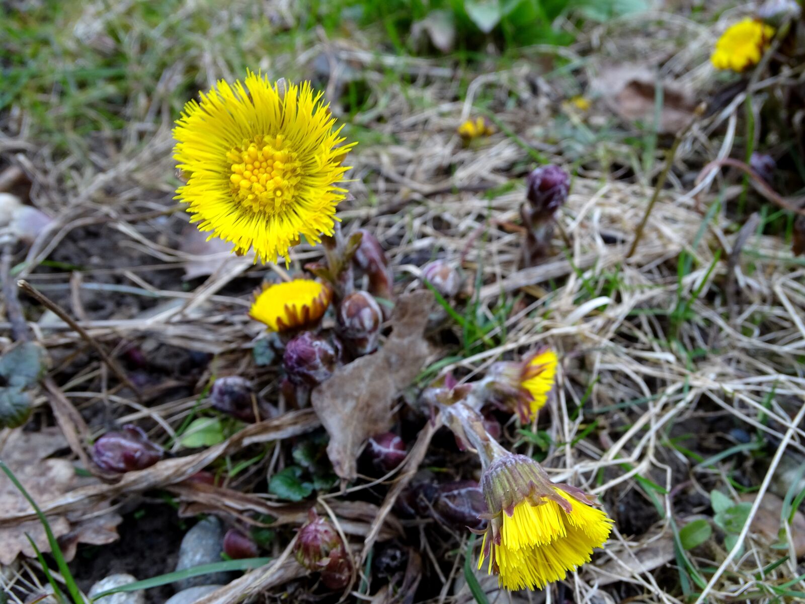 Sony Cyber-shot DSC-HX400V sample photo. Tussilago farfara, flower, yellow photography