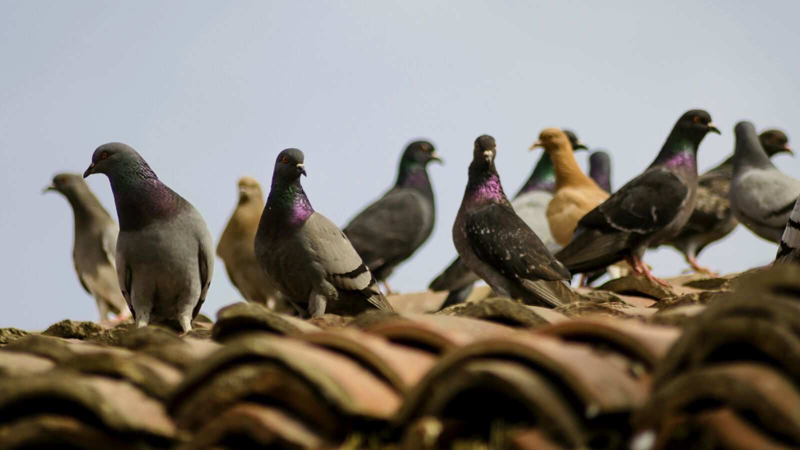 Nikon D5100 sample photo. Doves, nature, plumage photography