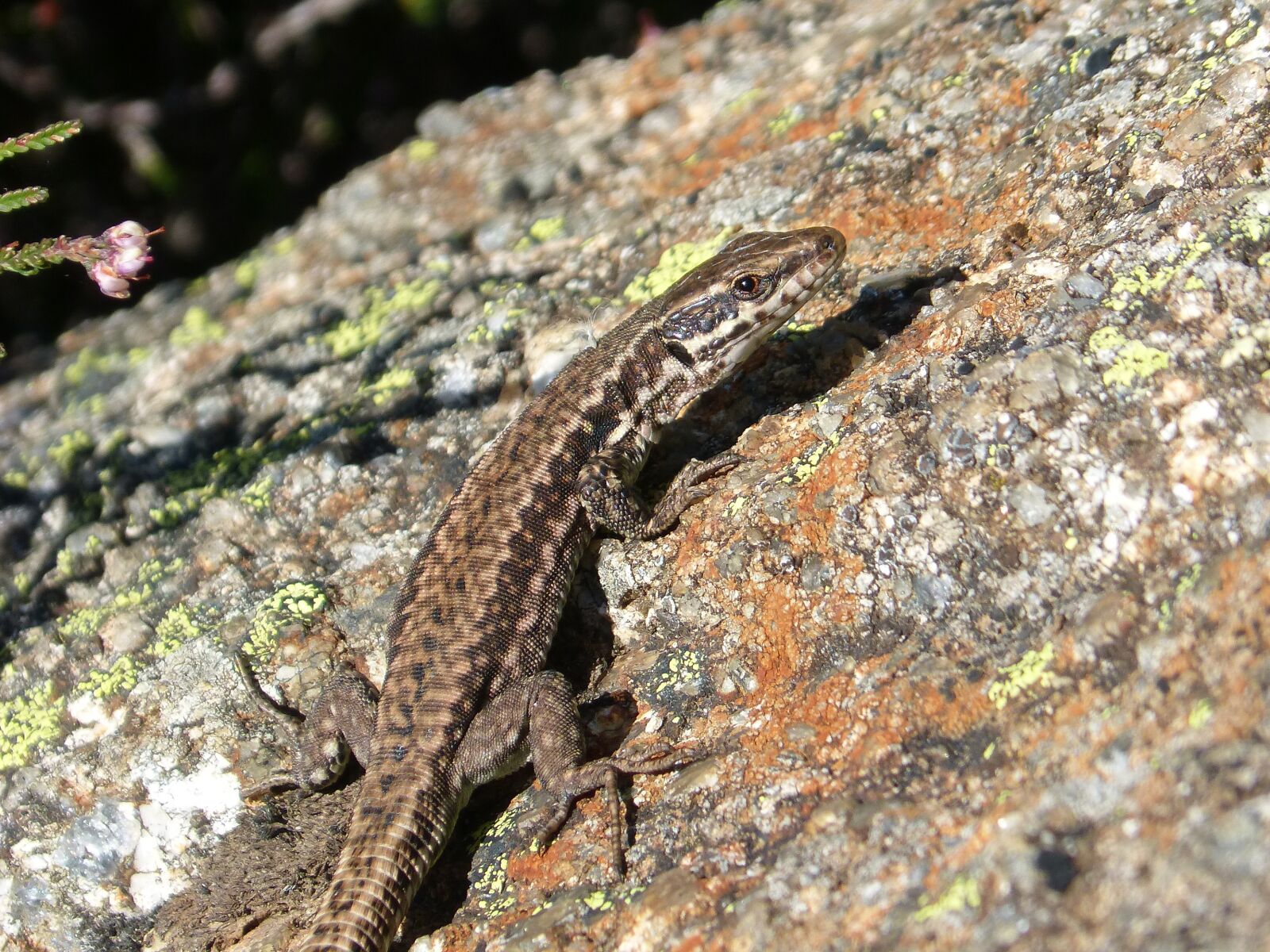 Panasonic DMC-FZ62 sample photo. Lizard, podarcis hispanica, lizard photography