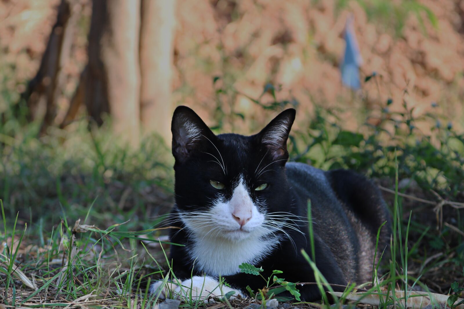 Canon EOS 750D (EOS Rebel T6i / EOS Kiss X8i) sample photo. Cat, eyes, face photography