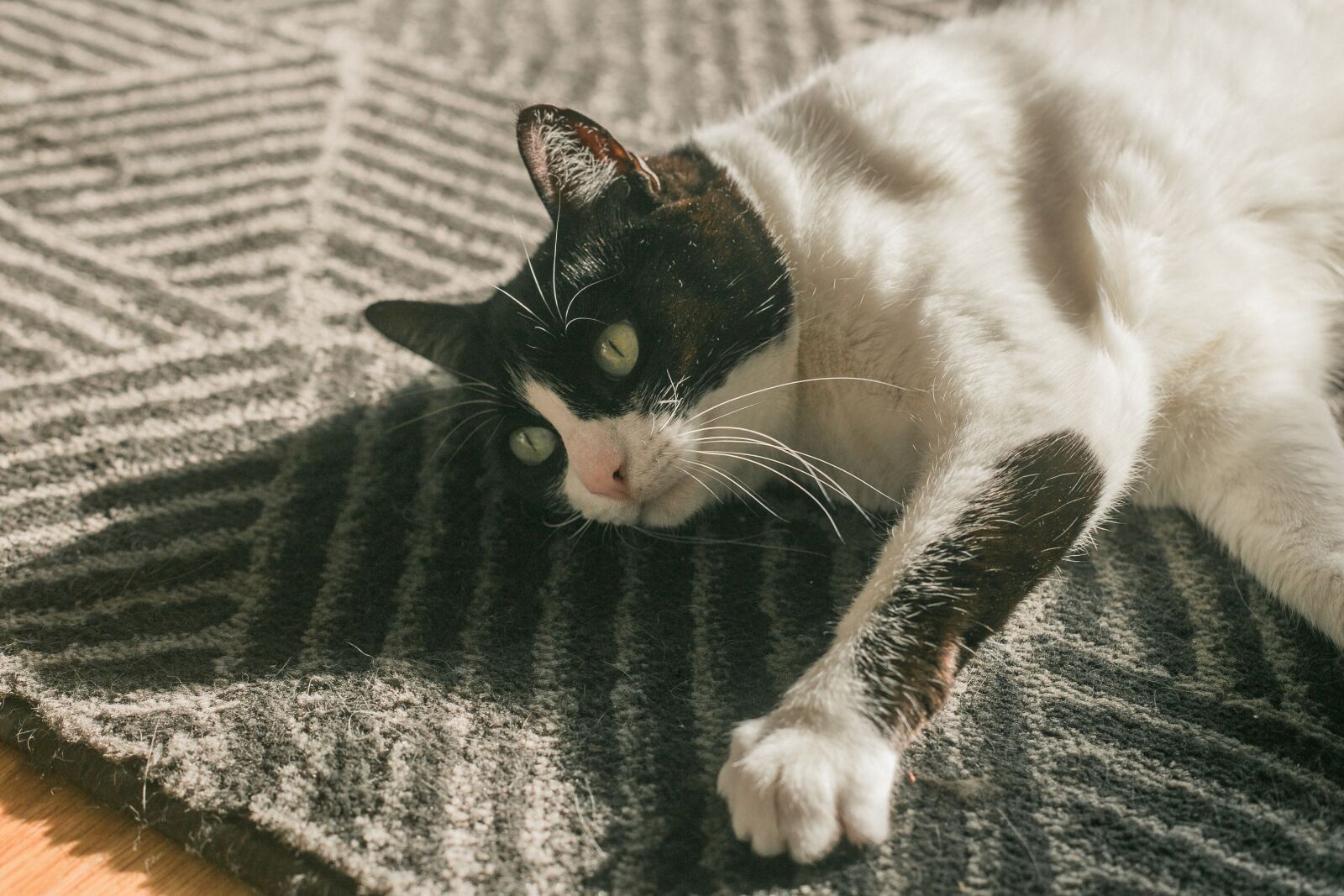 Canon EF 50mm F1.8 II sample photo. Cat, sun, sunbath photography