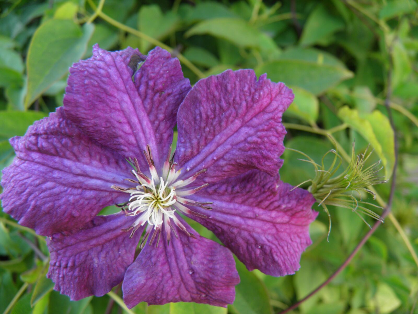Olympus SP800UZ sample photo. Flower, purple, summer photography