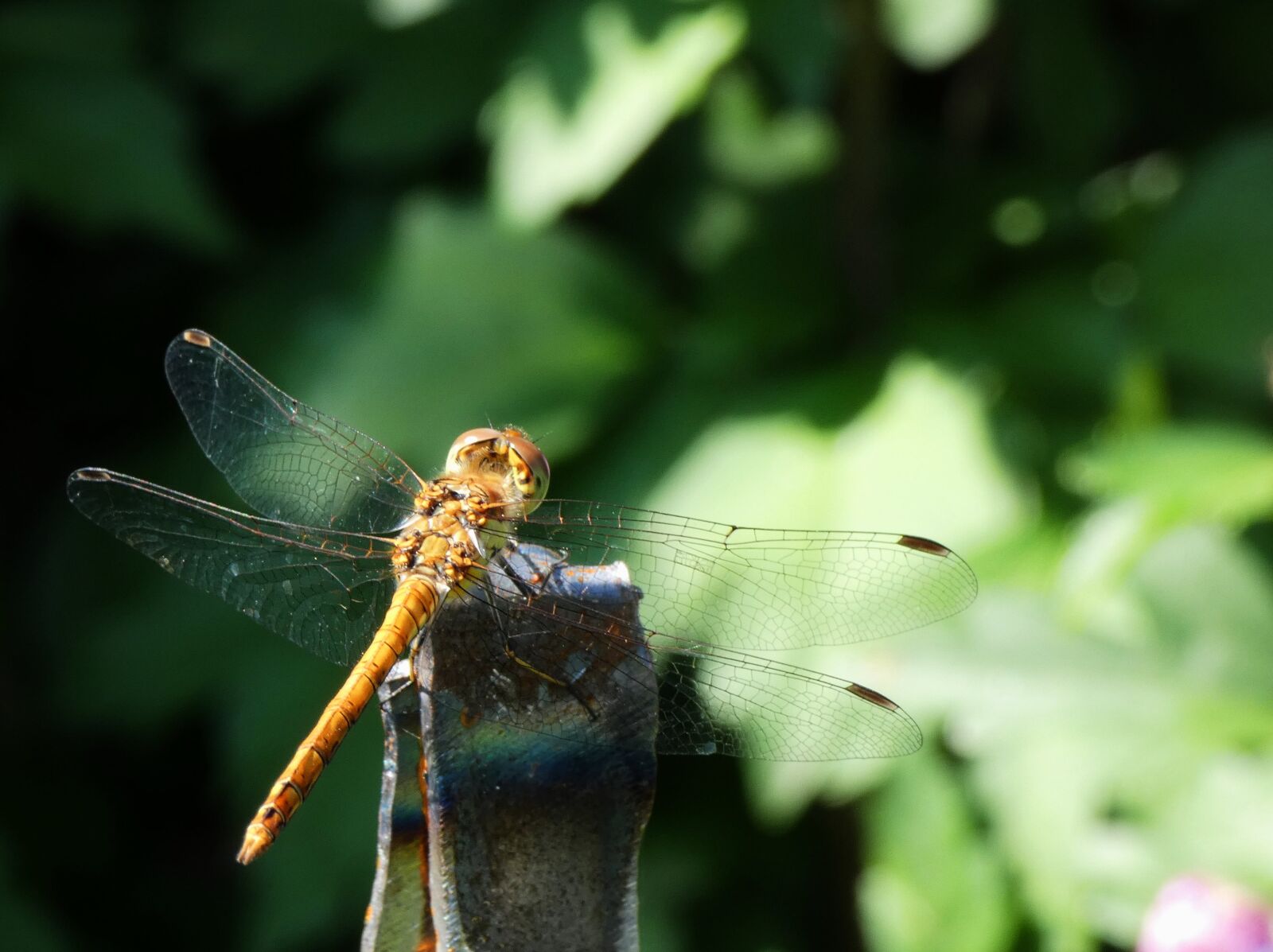 Panasonic Lumix DC-FZ80 (Lumix DC-FZ82) sample photo. Dragonfly, insect, animal photography