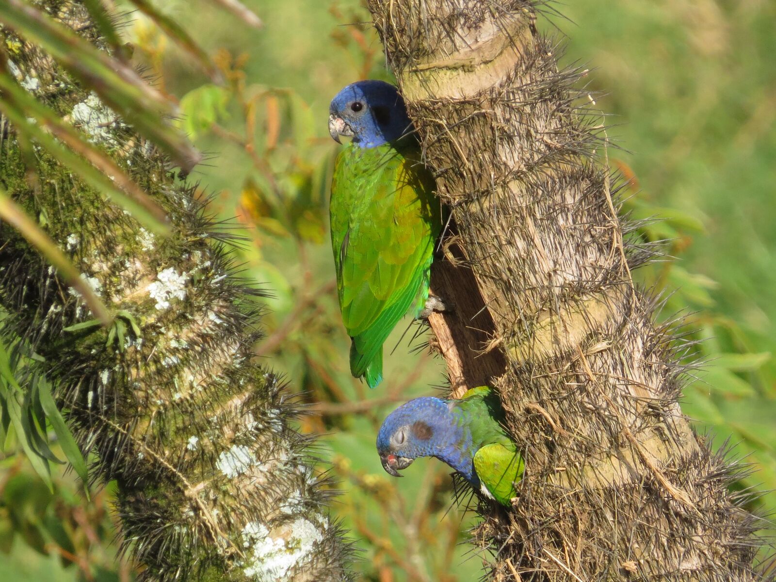 Canon PowerShot SX50 HS sample photo. Nature, birds, animalia photography