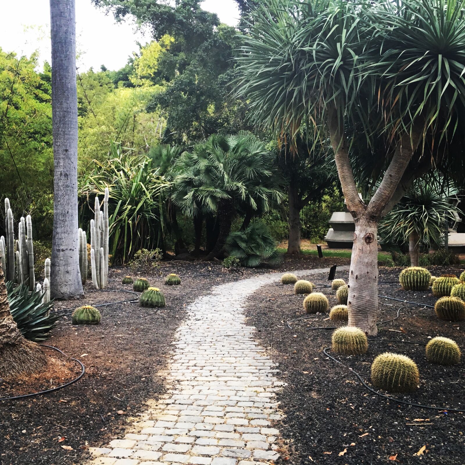 Apple iPhone 6s sample photo. Cactus, fun, nature, park photography