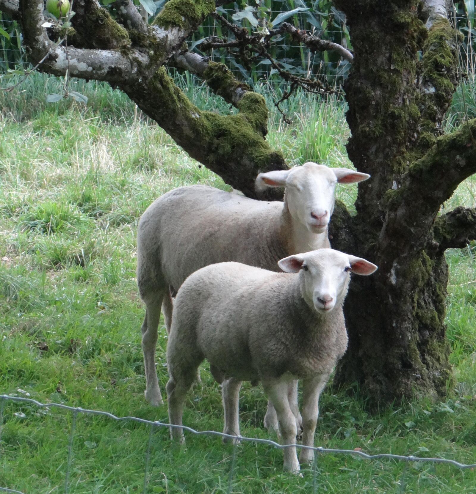Sony DSC-HX200V sample photo. Sheep, weis, nature photography