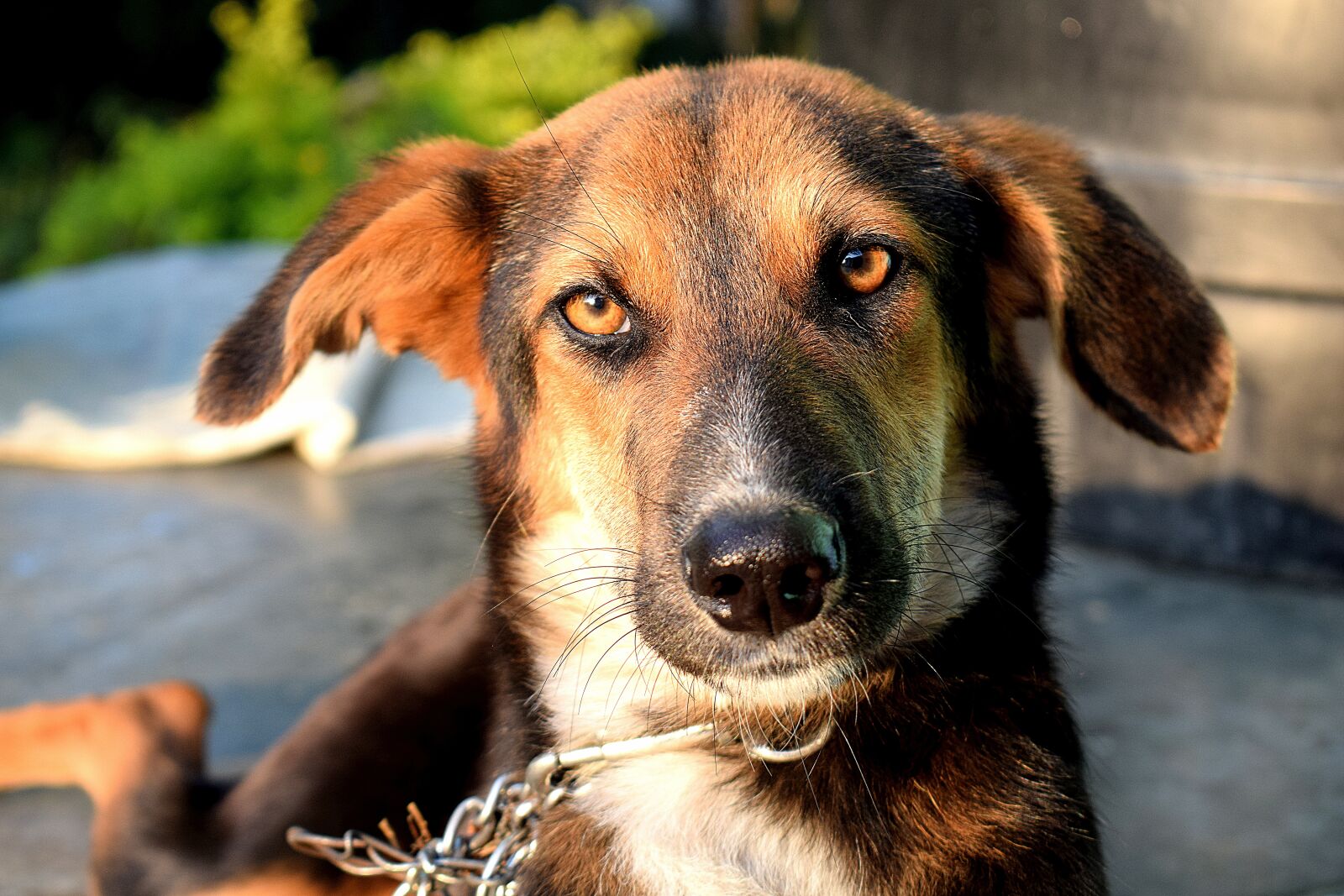 Nikon D3300 sample photo. Dog, pet, animal photography