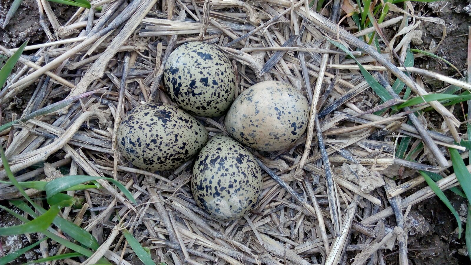 Lenovo P70-A sample photo. Eggs, quail, nature photography
