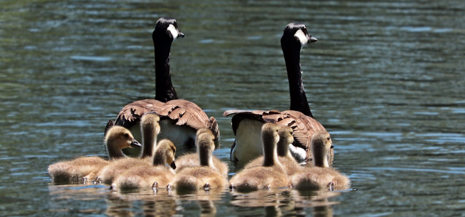 Canon EOS 80D sample photo. Geese, goose family, family photography