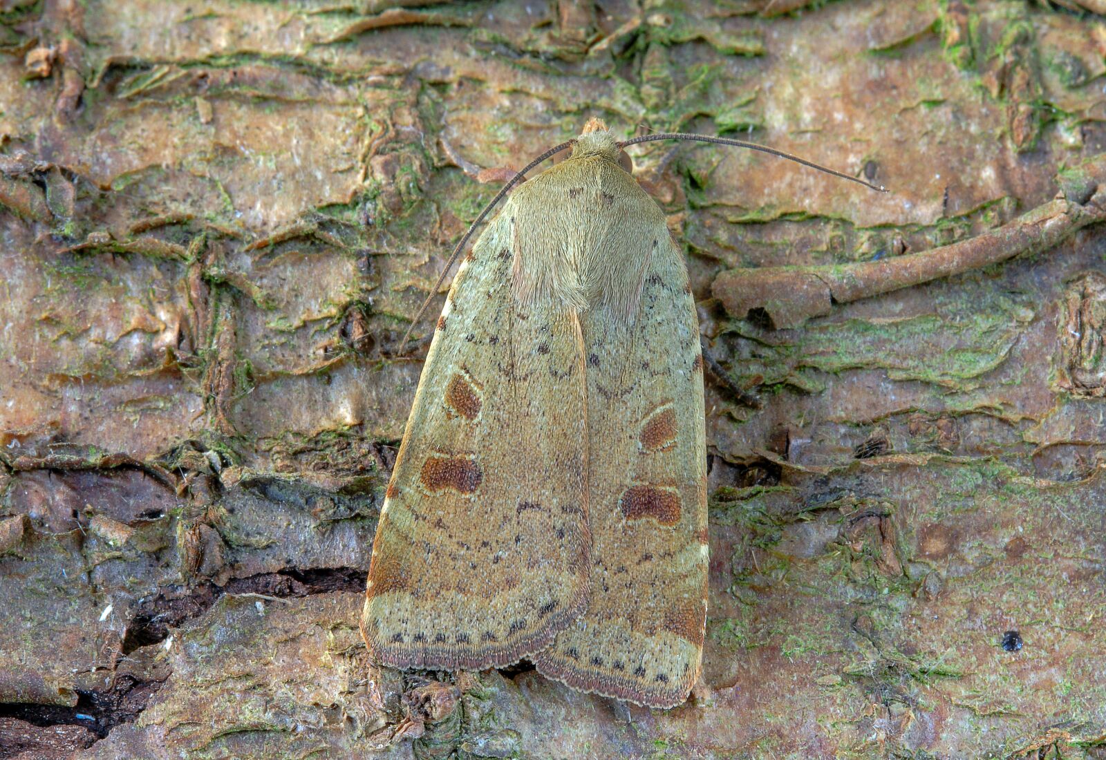 Canon EOS 400D (EOS Digital Rebel XTi / EOS Kiss Digital X) sample photo. Moth, lesser-yellow-underwing, wings photography