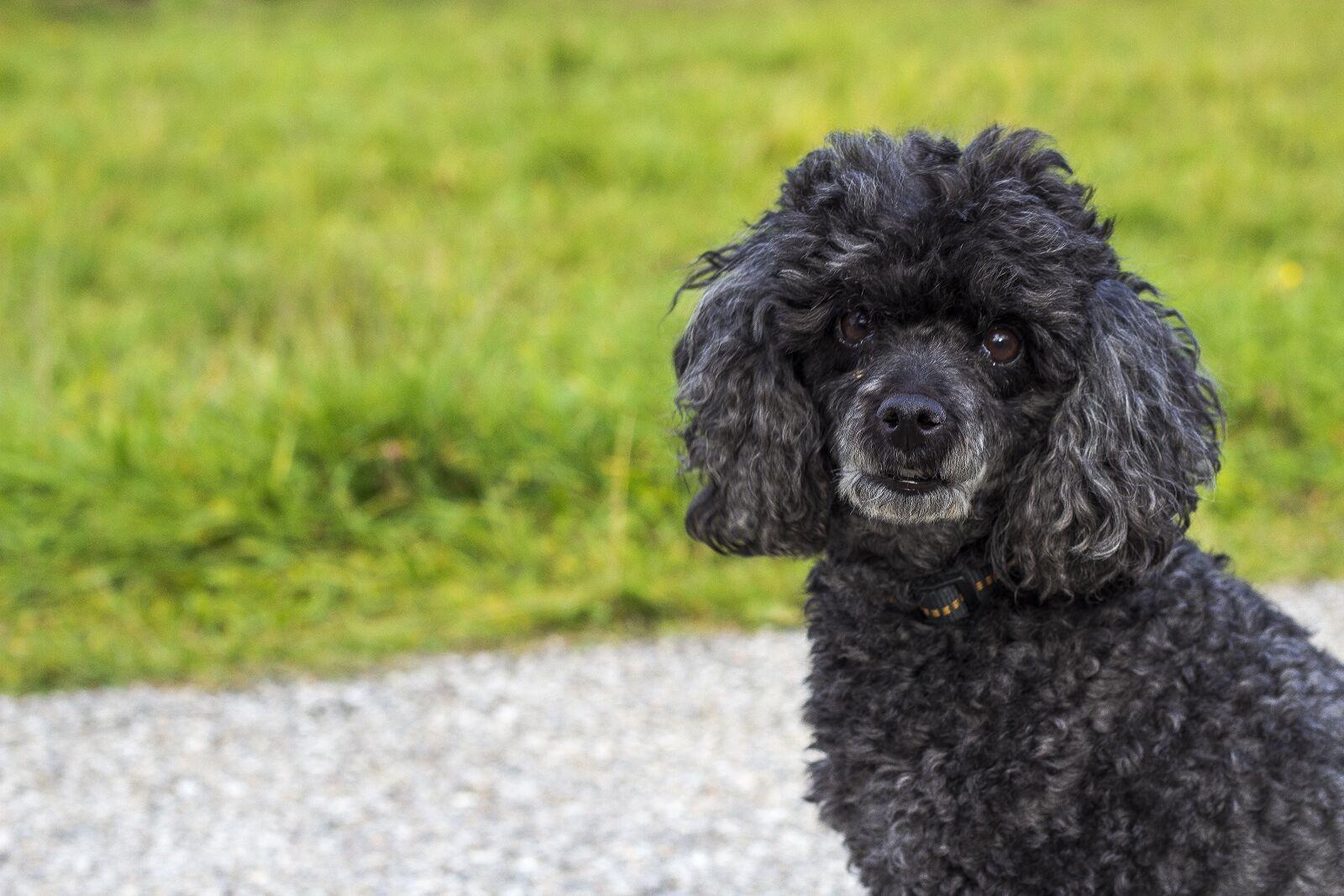 Canon EOS 600D (Rebel EOS T3i / EOS Kiss X5) + Canon EF 50mm F1.8 II sample photo. Dog, doggy, hunting dog photography