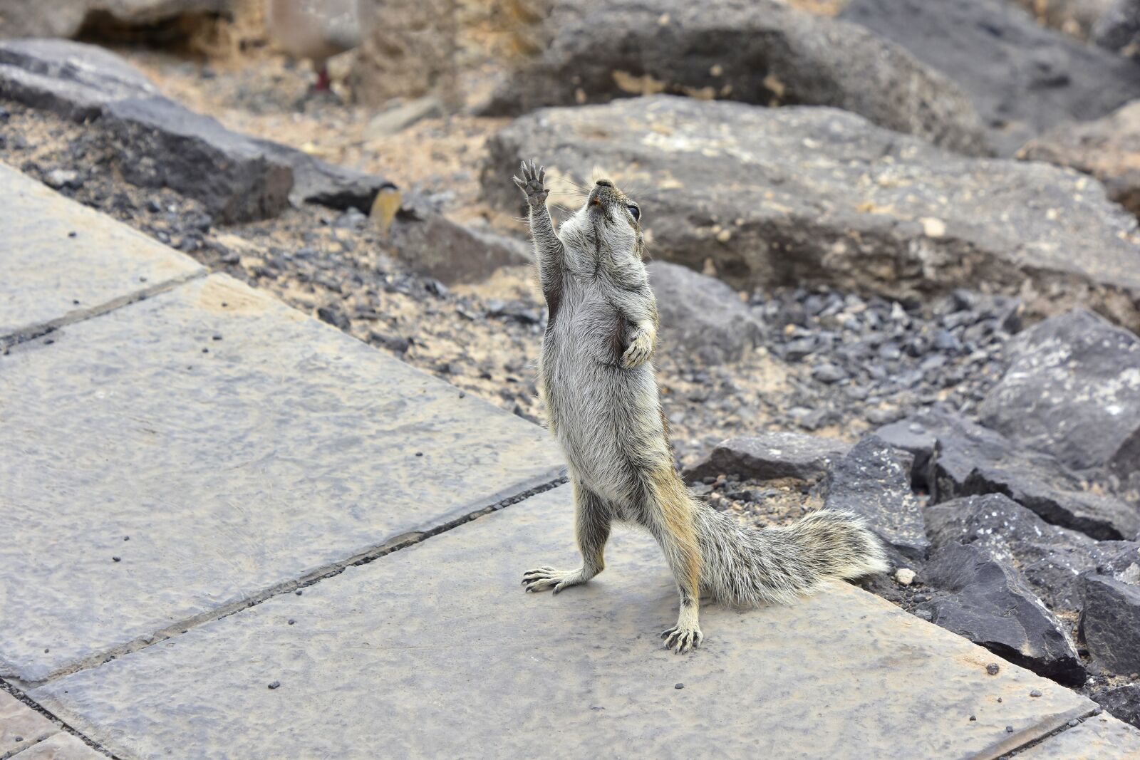 Nikon D7200 sample photo. Squirrel barbary, fuerteventura, rodent photography