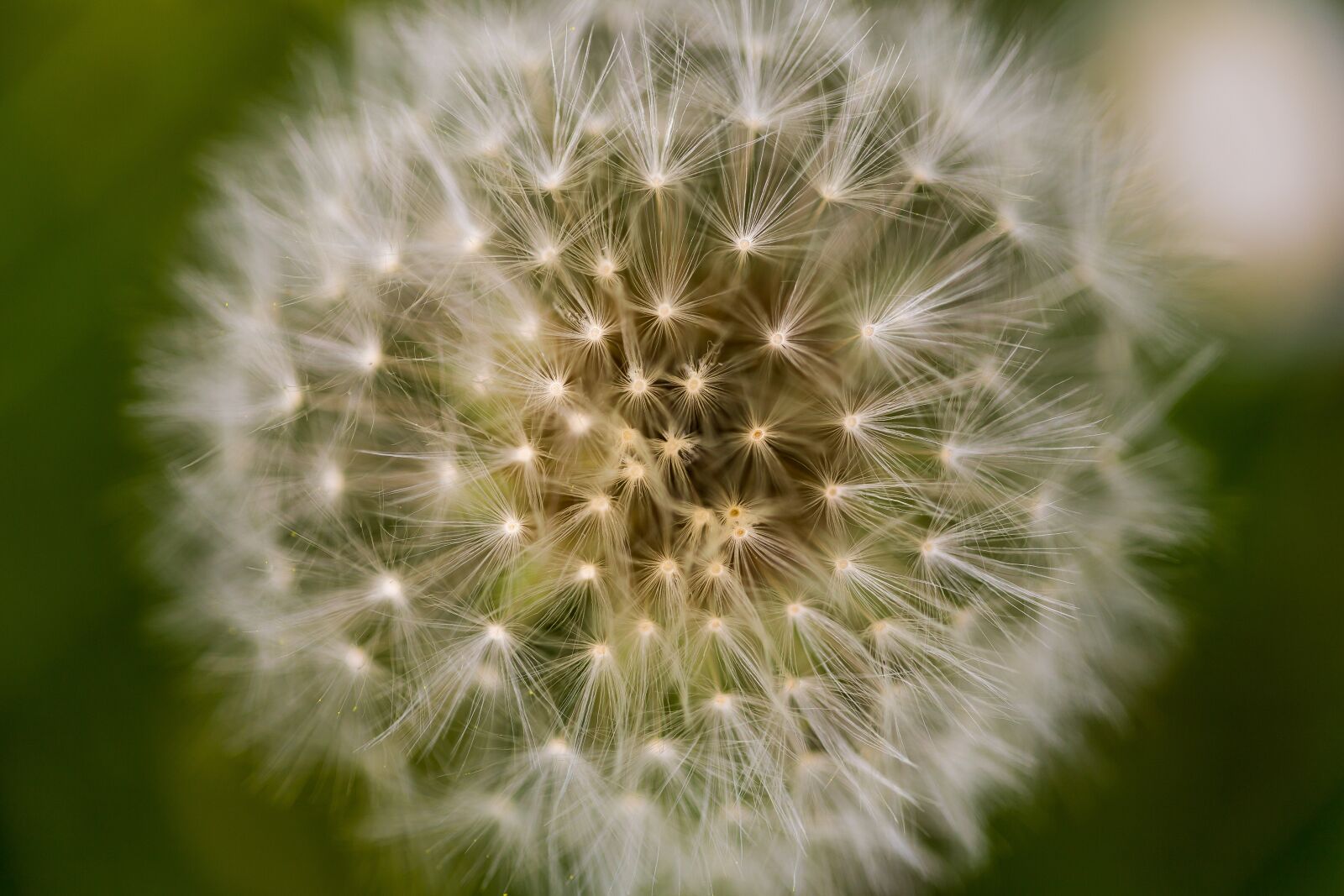 Canon EF 100mm F2.8L Macro IS USM sample photo. Dandelion, macro, flower photography