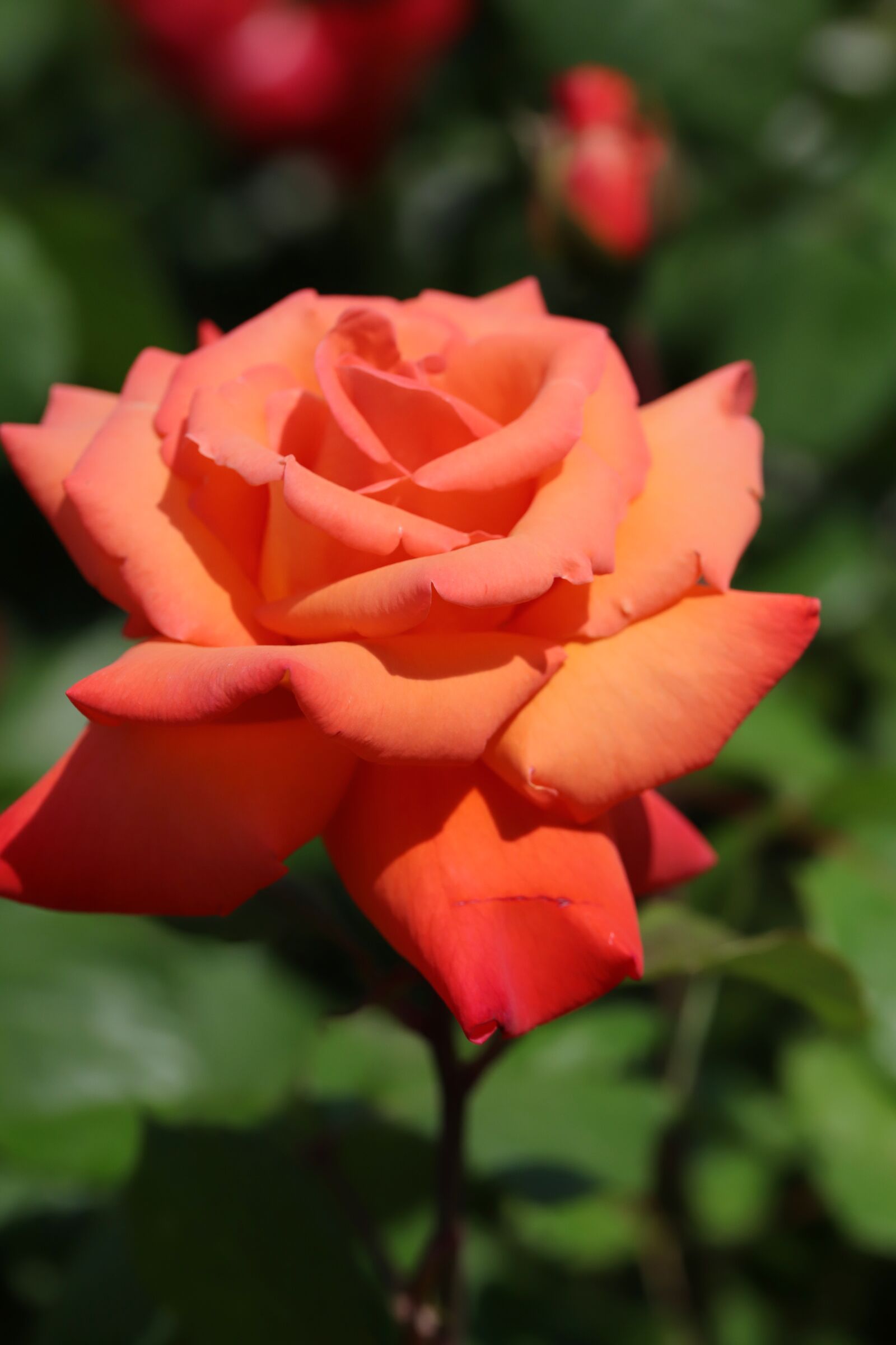 Canon EOS 6D Mark II sample photo. Rose, roses flowers, flowers photography