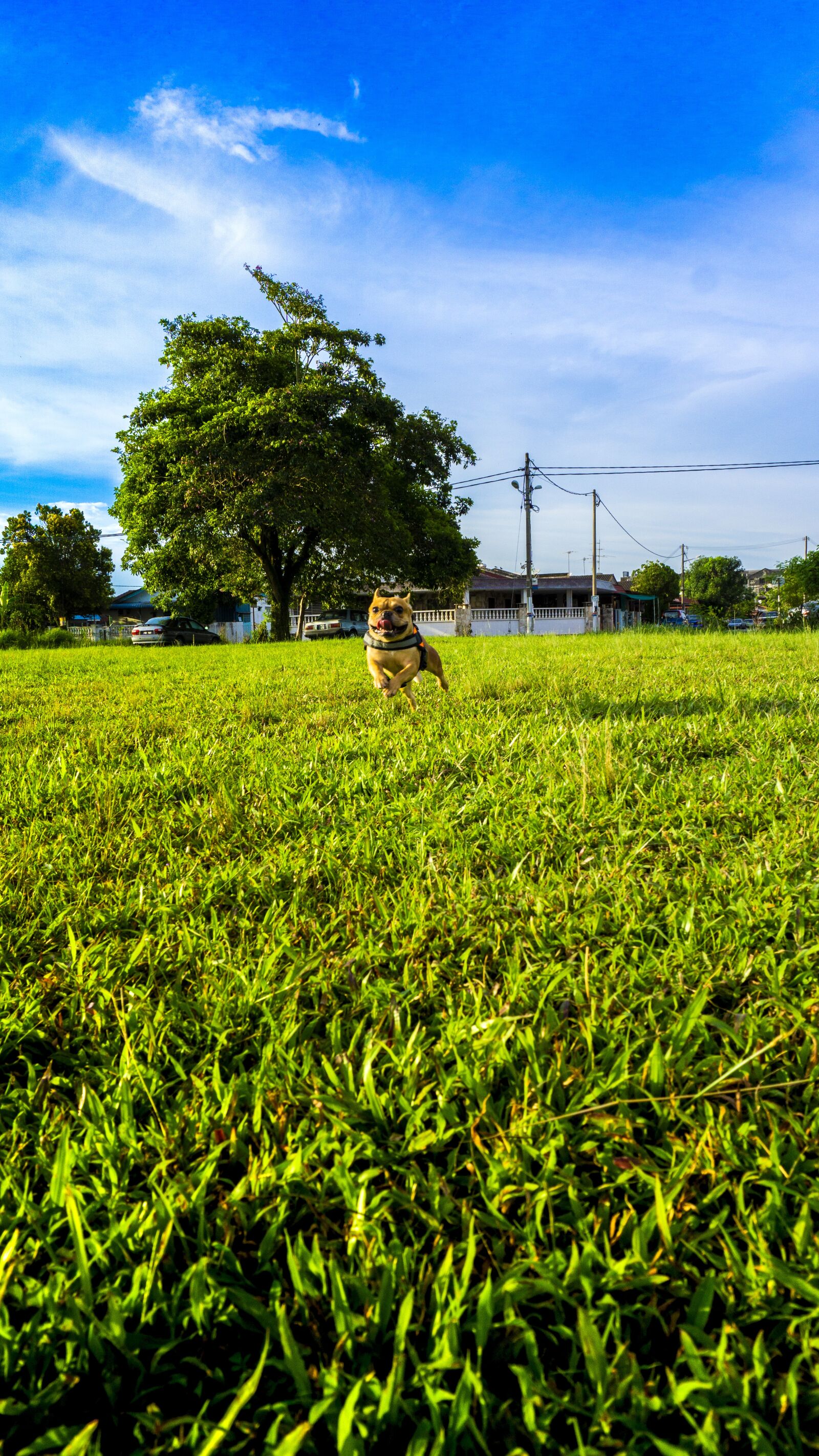 Sony E 16-50mm F3.5-5.6 PZ OSS sample photo. Dog, happy, pet photography