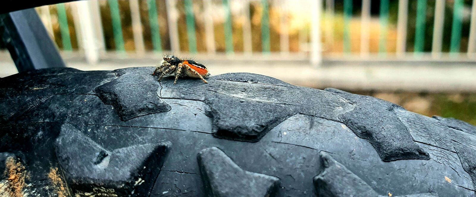 Samsung Galaxy S10e sample photo. Spider, nature, red photography