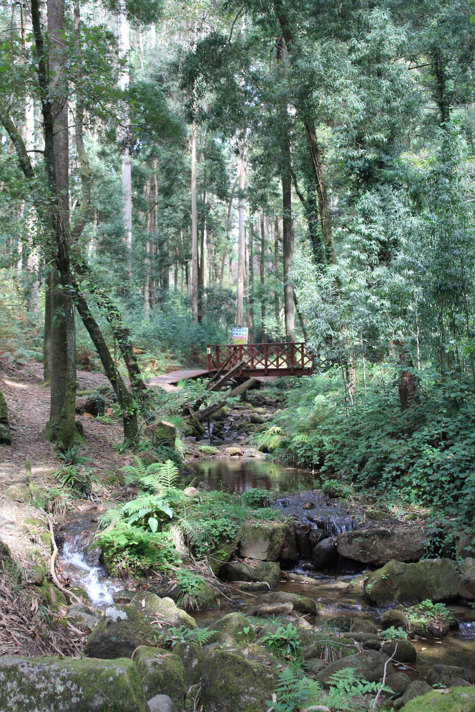 Canon EOS 1300D (EOS Rebel T6 / EOS Kiss X80) sample photo. Bosque, vigo, forest photography