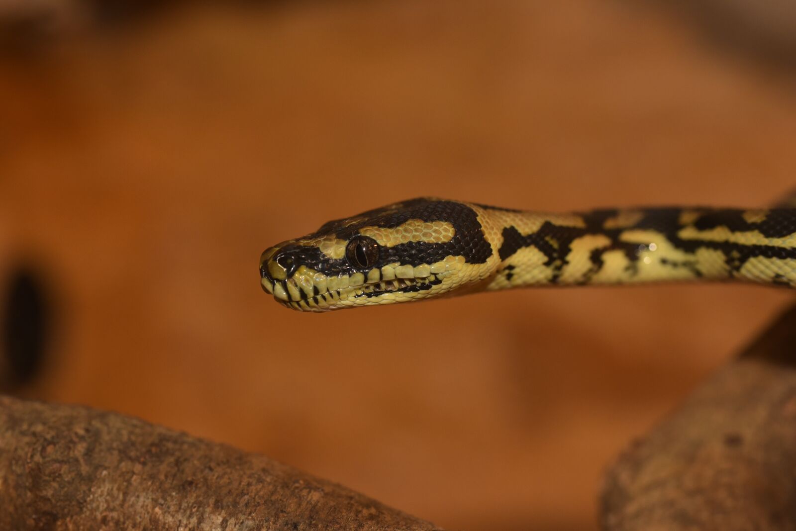 Nikon D750 sample photo. Python, snake, animal photography