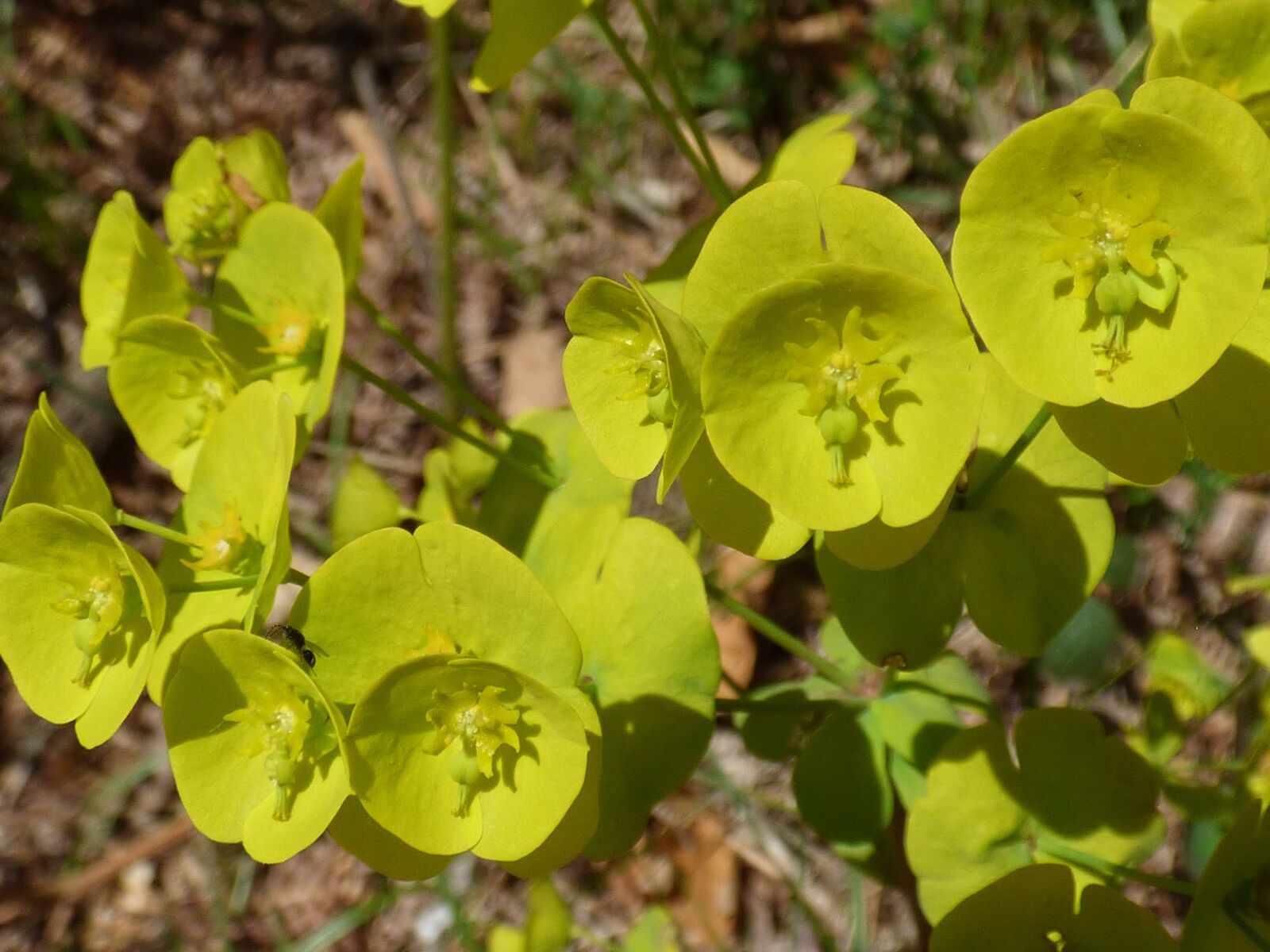 Panasonic DMC-FZ72 sample photo. Perennial, flower, wood spurge photography