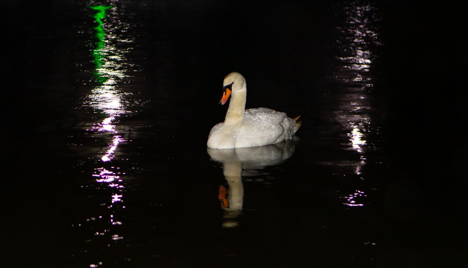 Canon EOS 7D Mark II + Canon EF 24-70mm F2.8L USM sample photo. Swan, reflection, lake photography