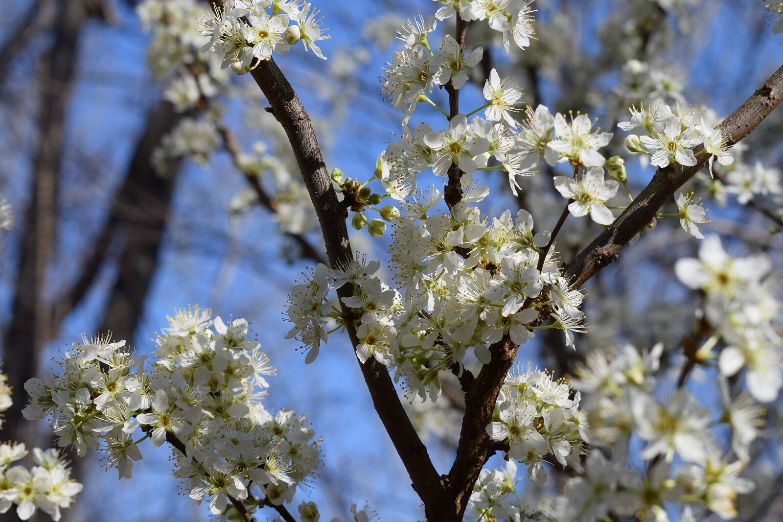 Nikon D3300 sample photo. Cherry blossoms, cherry tree photography