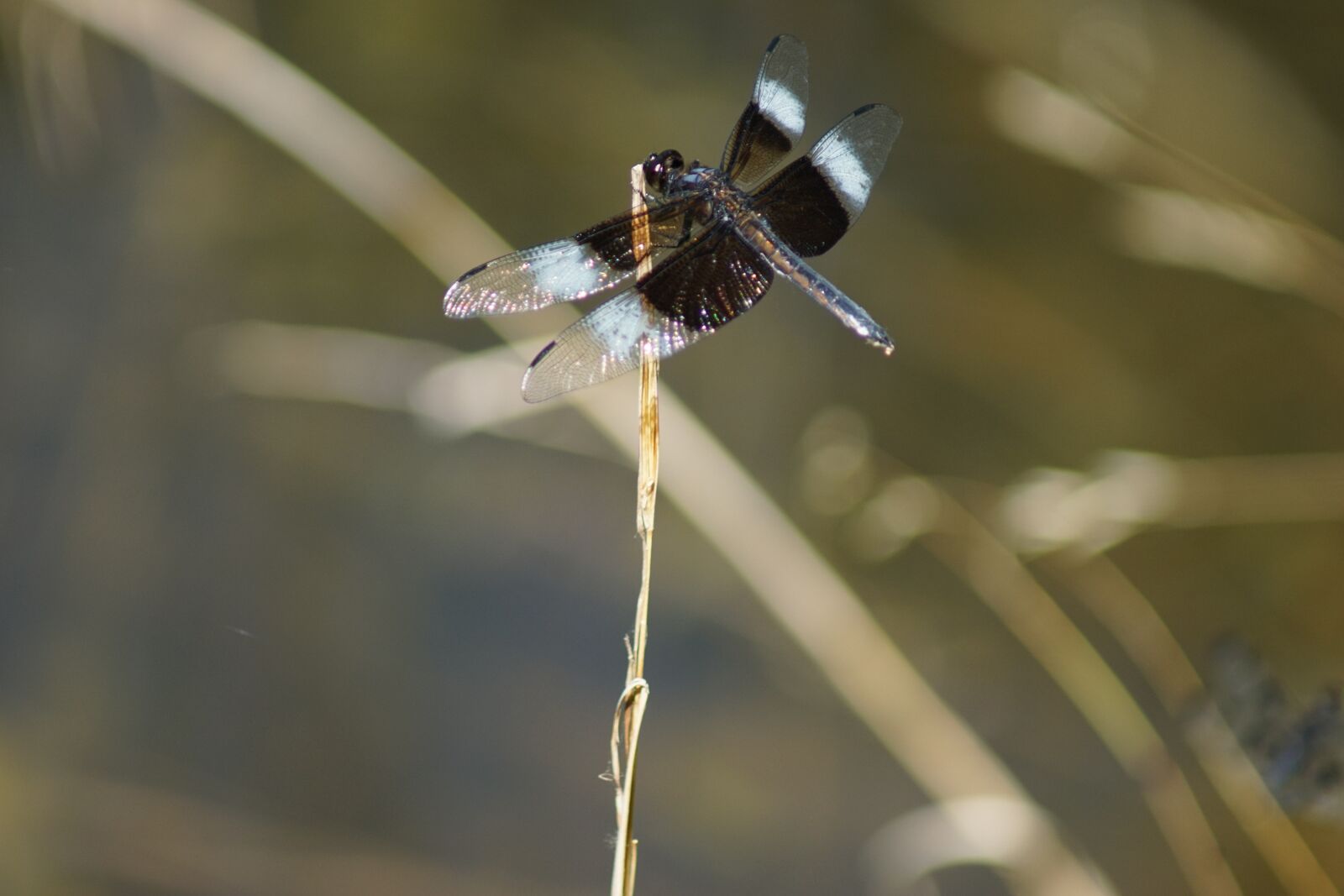 Sony ILCA-77M2 sample photo. Nature, dragonfly, insect photography