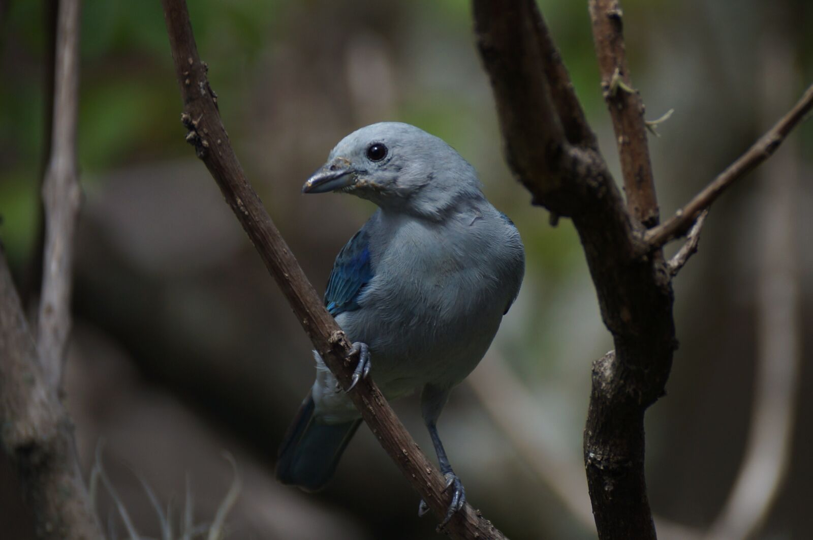 Sony SLT-A37 sample photo. Bird, ave, canary photography