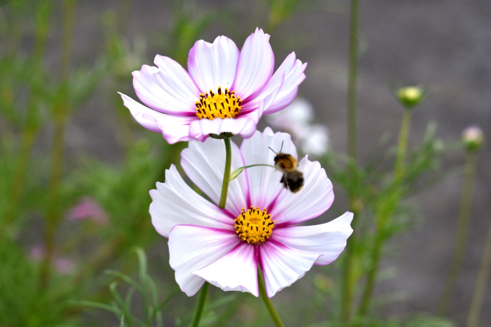 Nikon D3400 sample photo. Blossom, bloom, bee photography