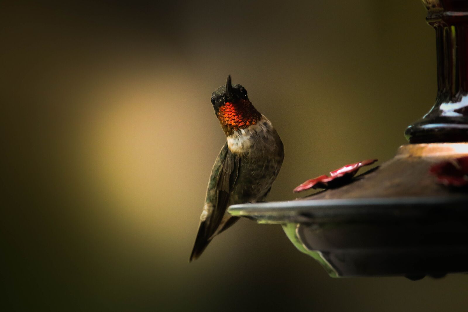 Canon EOS 7D Mark II sample photo. Hummingbird, bird, hummingbird feeder photography