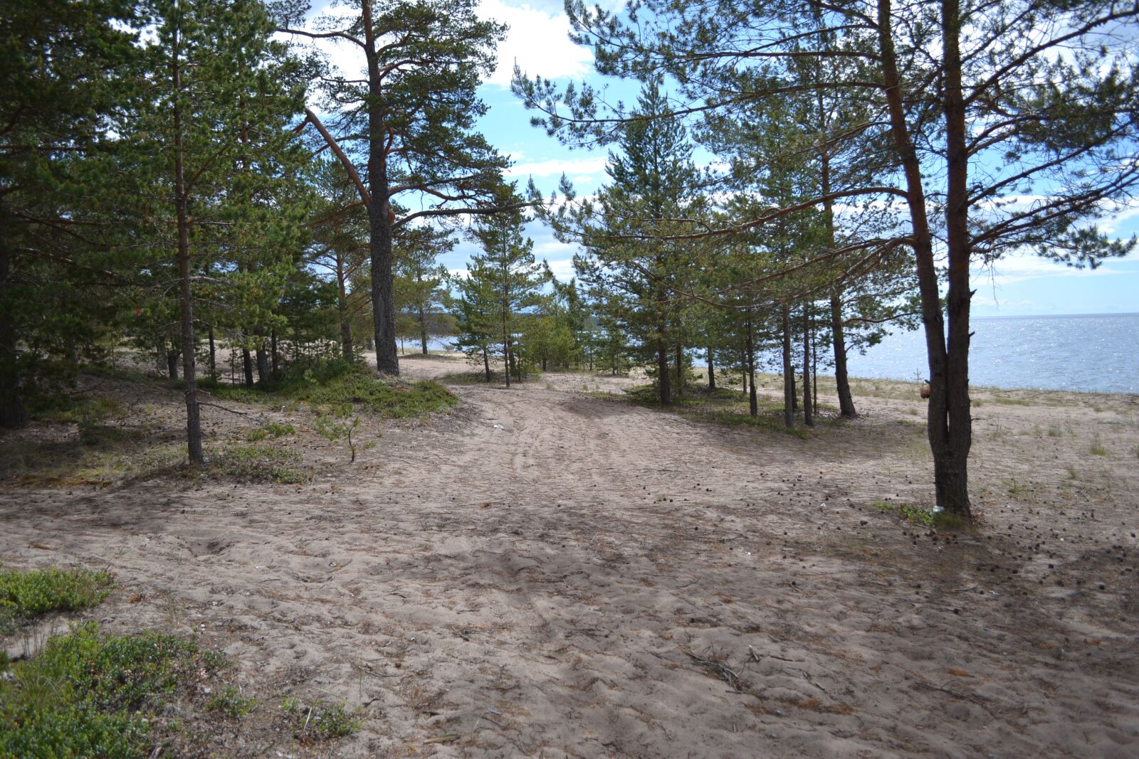 Nikon D3100 sample photo. Nature, trees, landscape photography