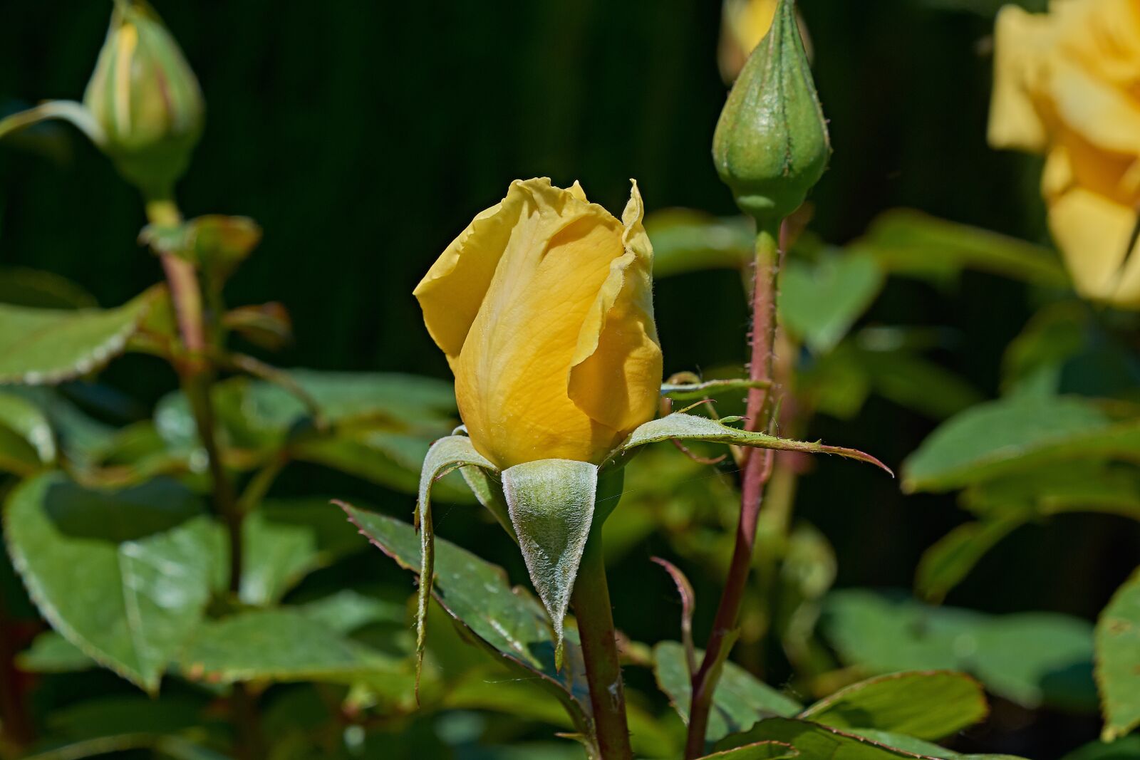 Nikon D7200 sample photo. Yellow rose, petals, romantic photography