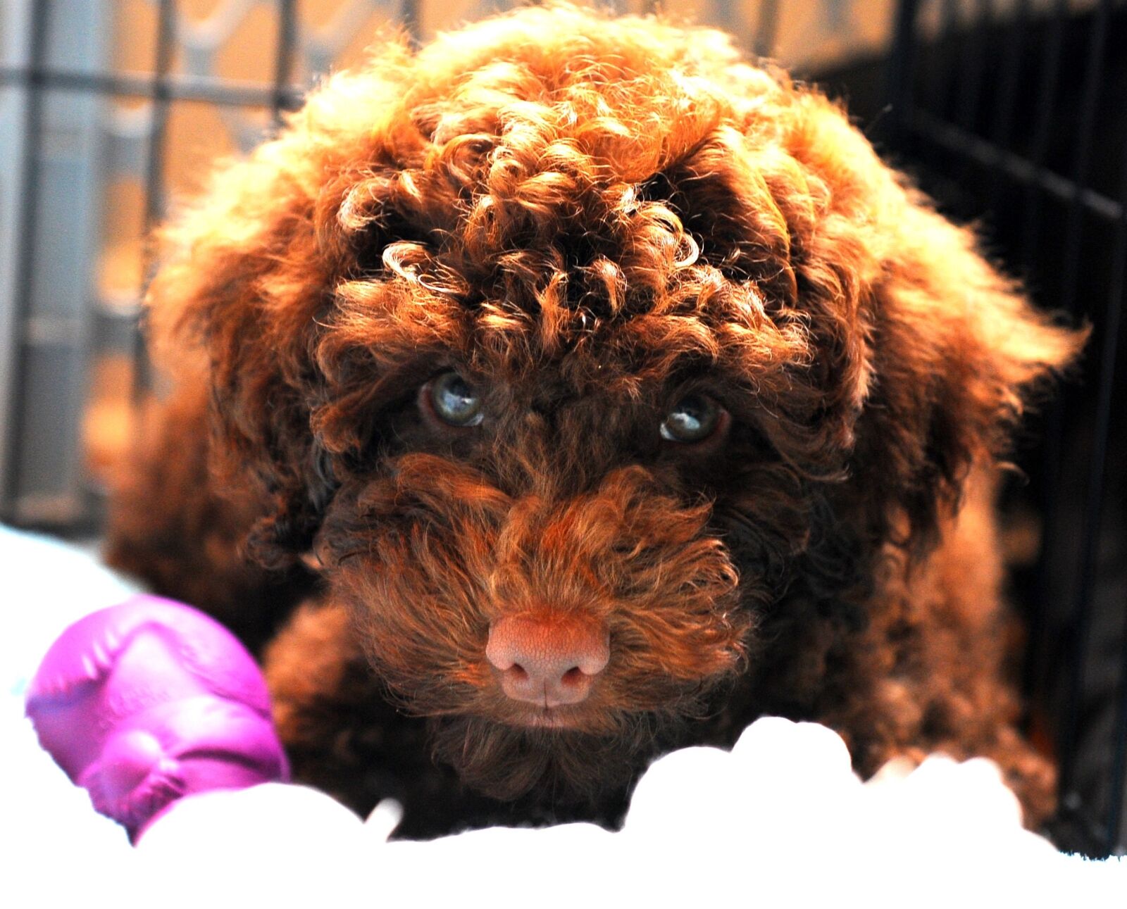 Nikon D700 sample photo. Puppy, labdradoodle, dog photography