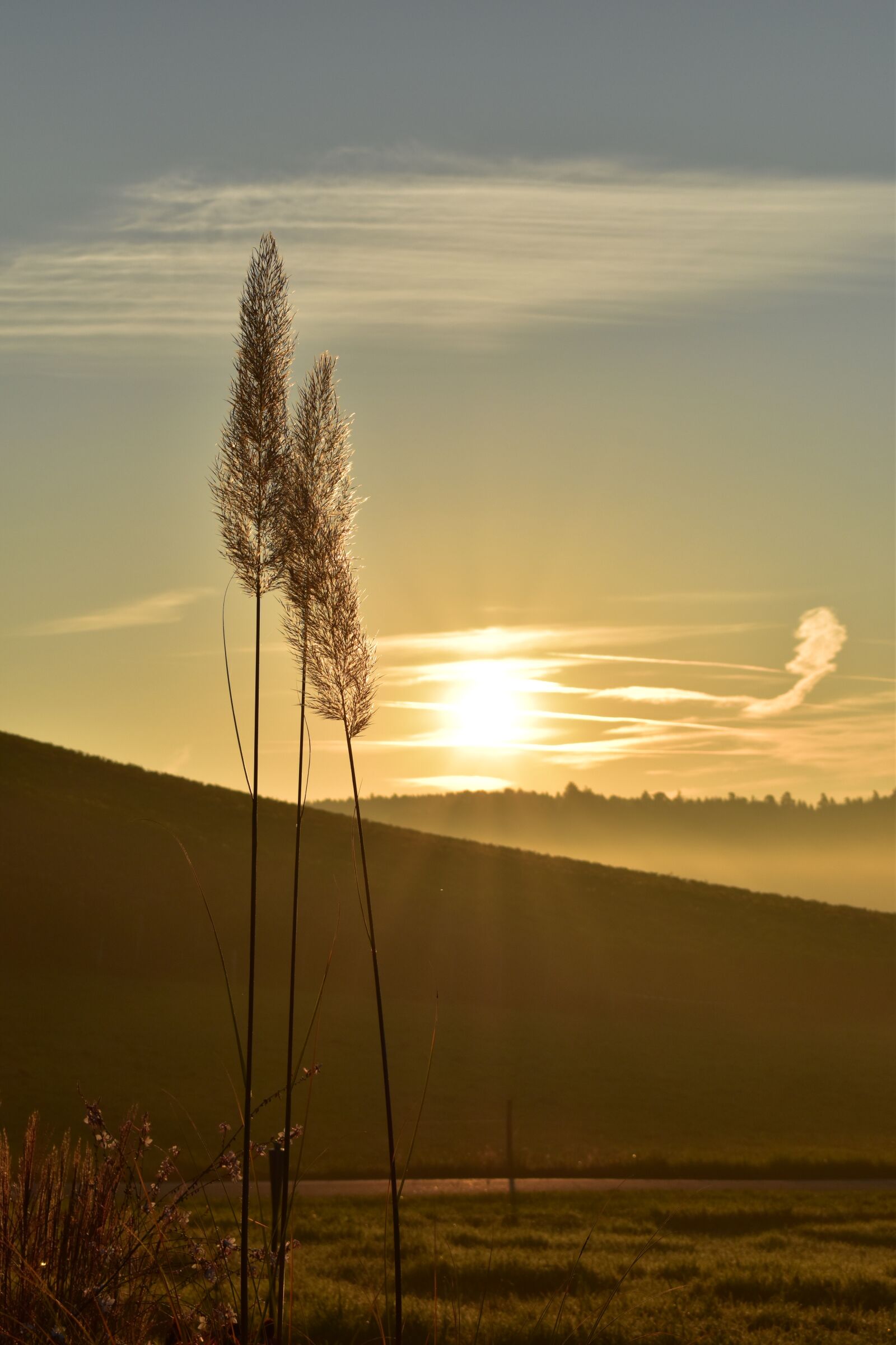 Nikon D5500 sample photo. Sunrise, morning, fog photography