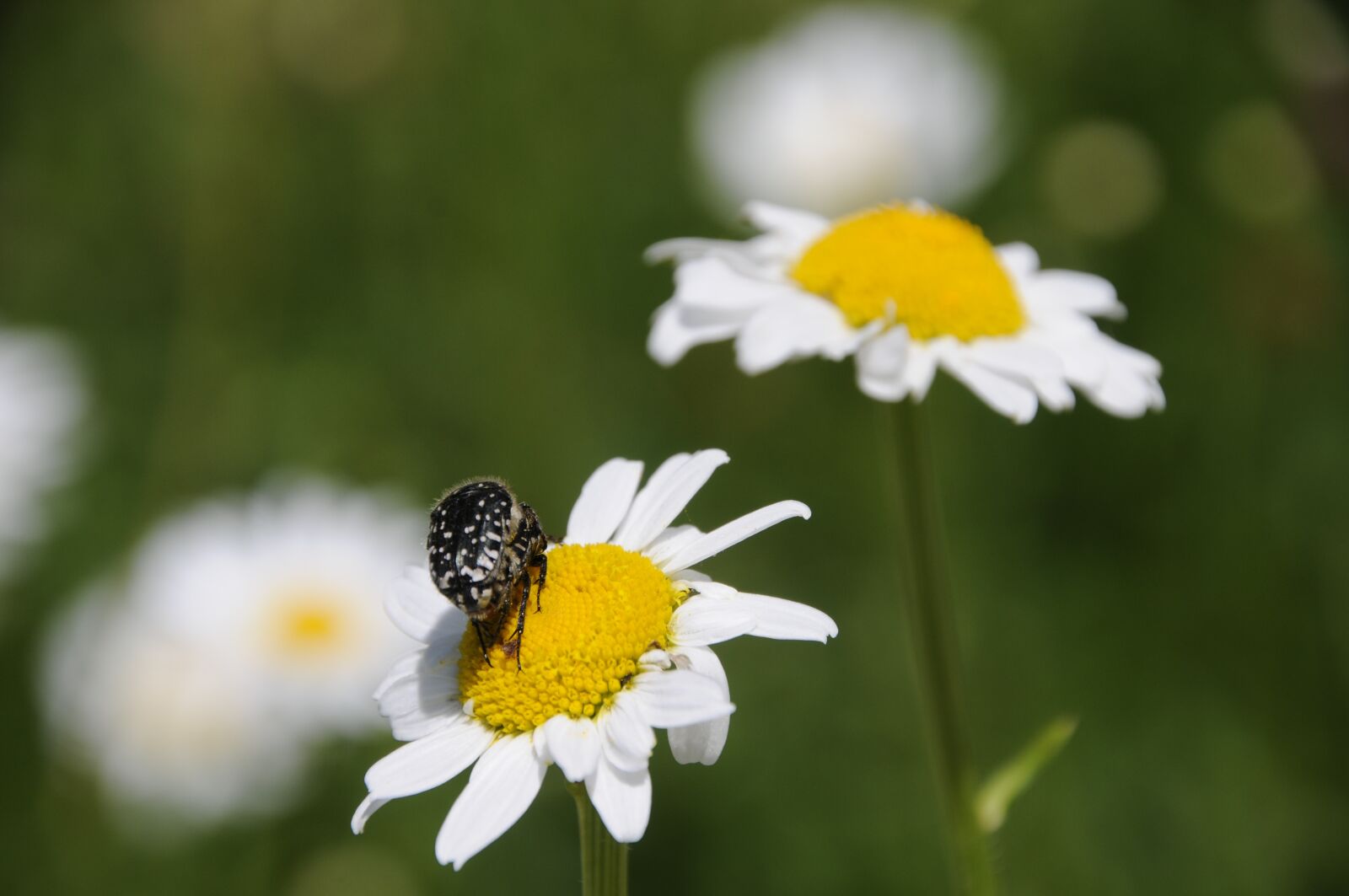 Nikon D300 sample photo. Beetle, grief rose beetle photography