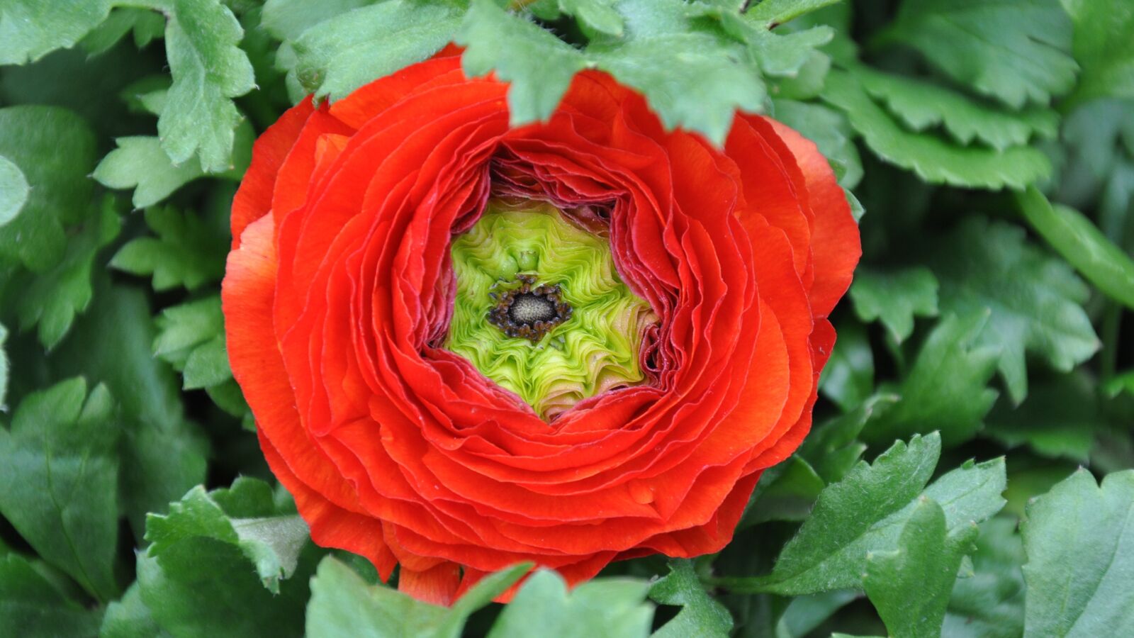 Nikon D90 sample photo. Ranunculus, red goldilocks, flower photography