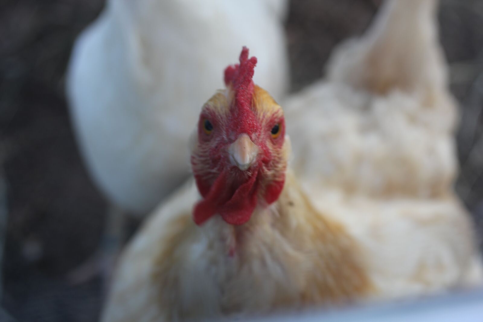Canon EOS 60D sample photo. Chicken, hen, poultry photography