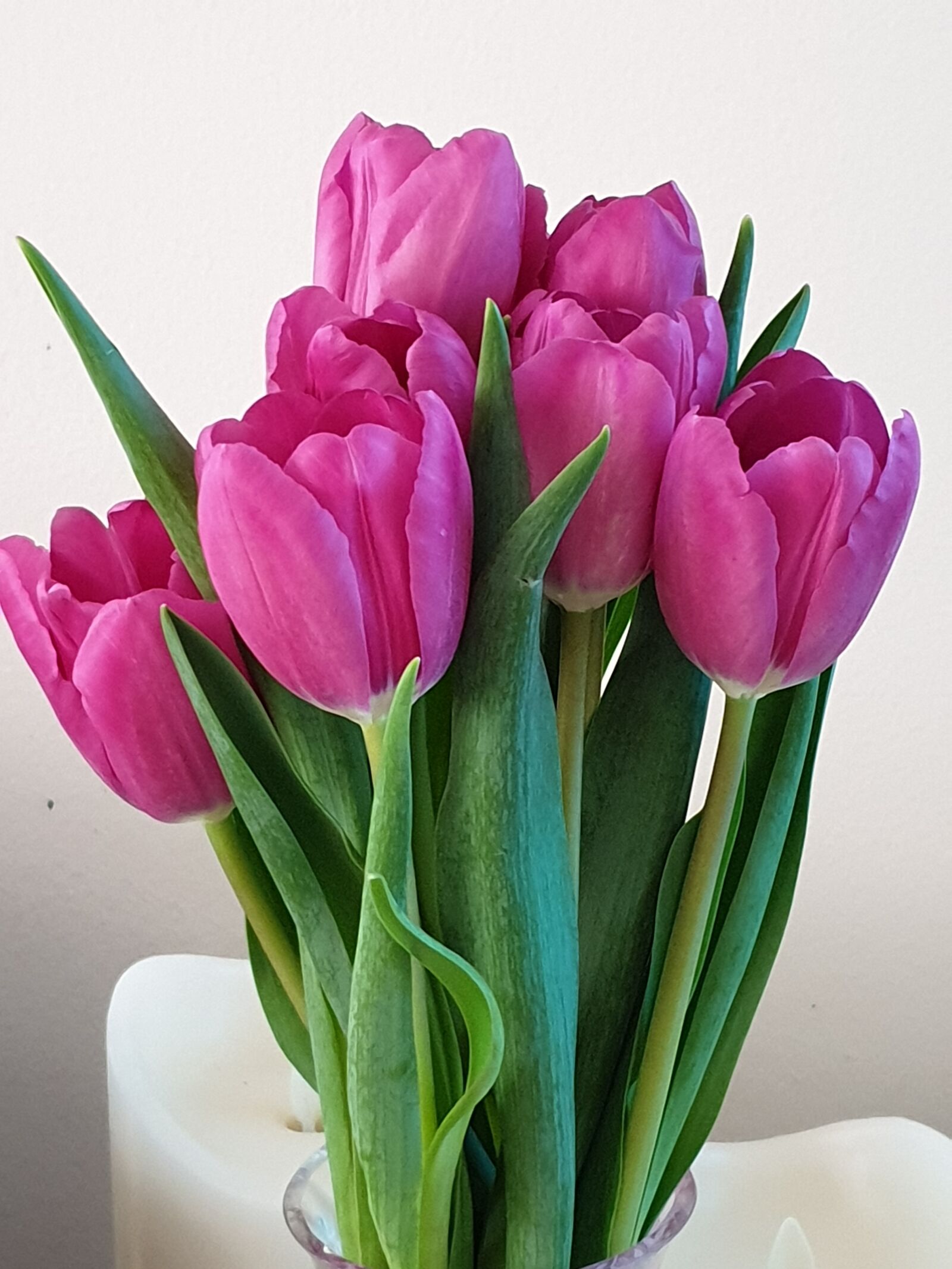 Samsung Galaxy S9 sample photo. Tulips, flowers, plant photography