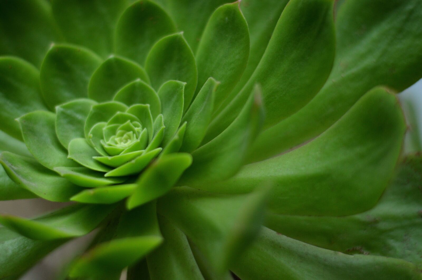Nikon D3200 sample photo. Geometry, spiral, plant photography