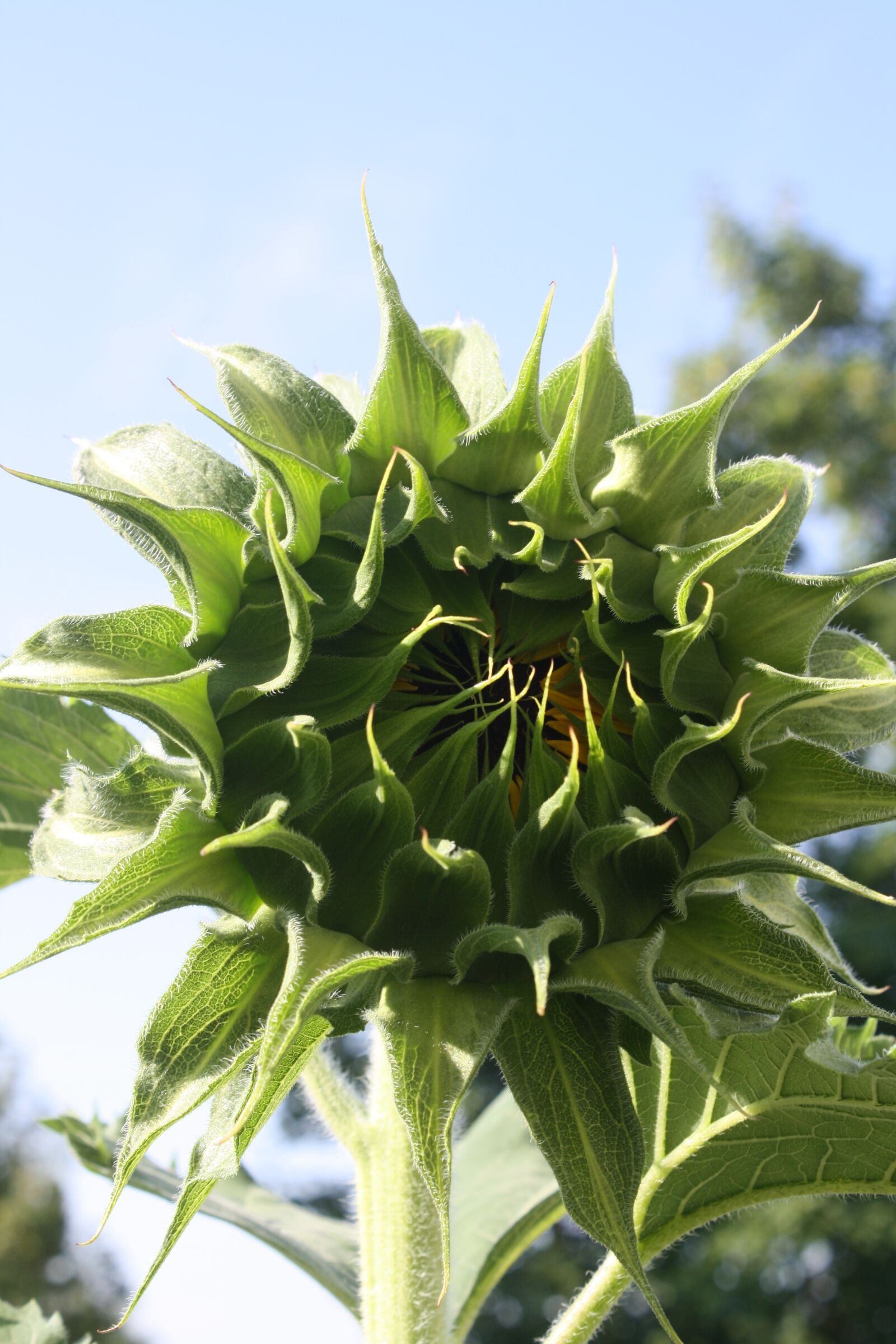 Canon EOS 1000D (EOS Digital Rebel XS / EOS Kiss F) sample photo. Sunflower, green, flower photography