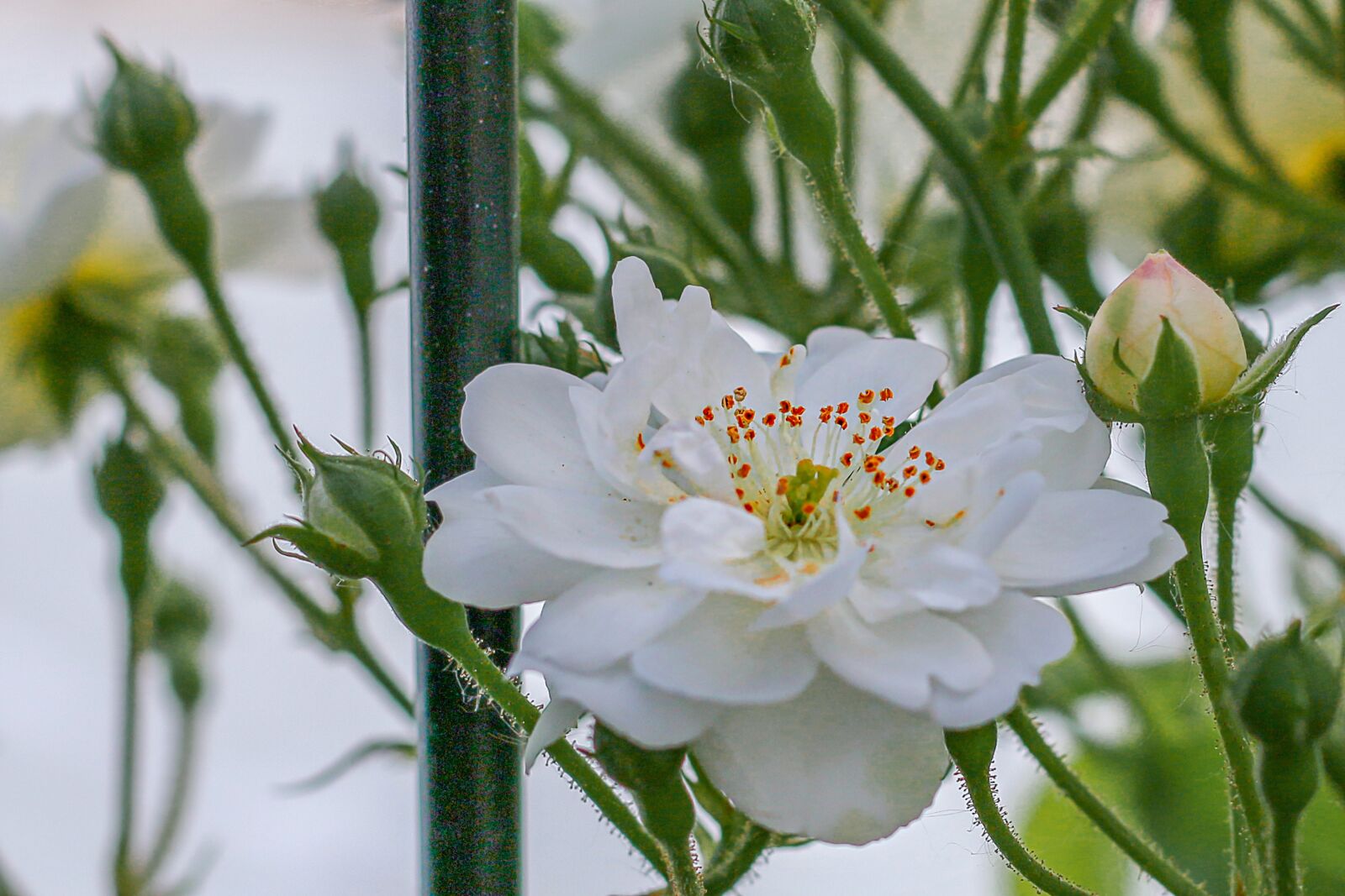 Canon EOS 70D + Canon EF 50mm F1.8 STM sample photo. Rose, white rose, flowers photography