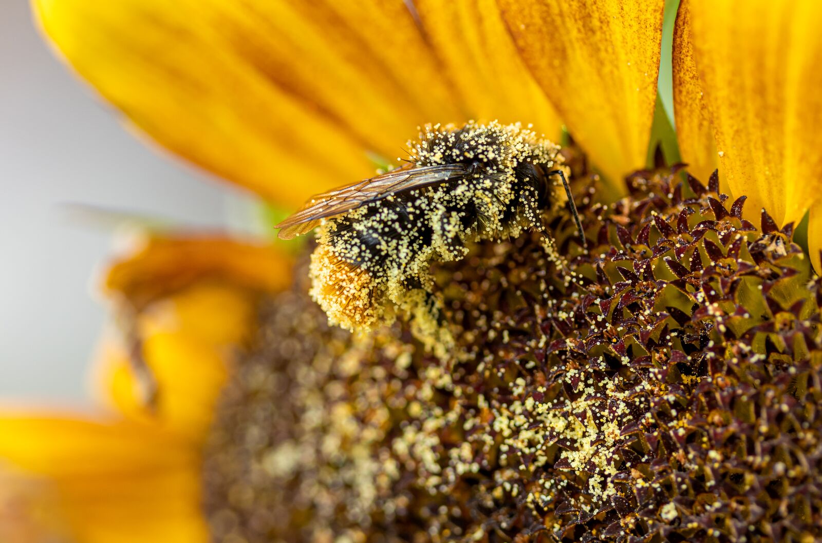 Canon EF-S 60mm F2.8 Macro USM sample photo. Hummel, insect, sunflower photography