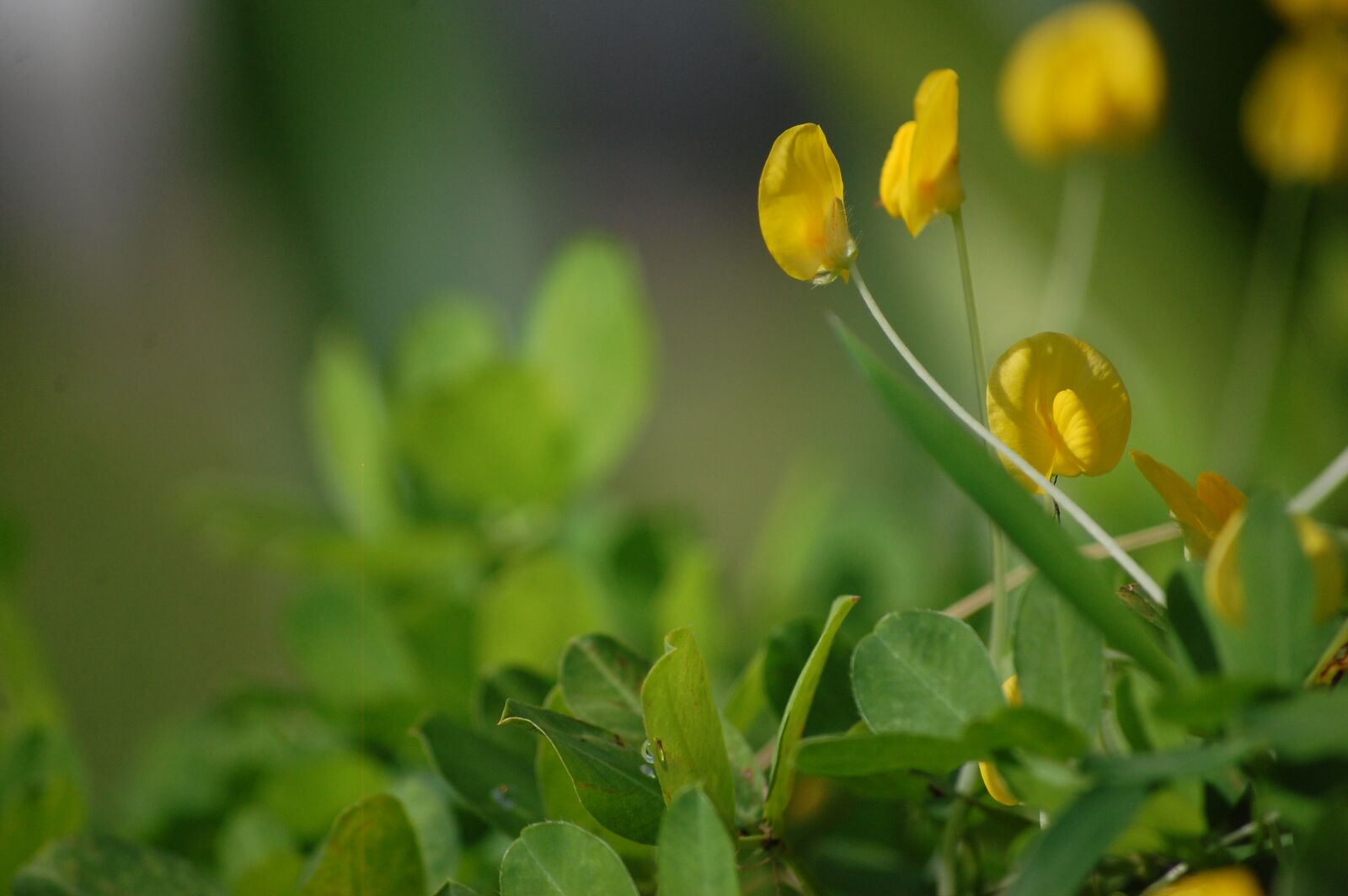 Nikon D40 sample photo. Flowers, nature, rose photography