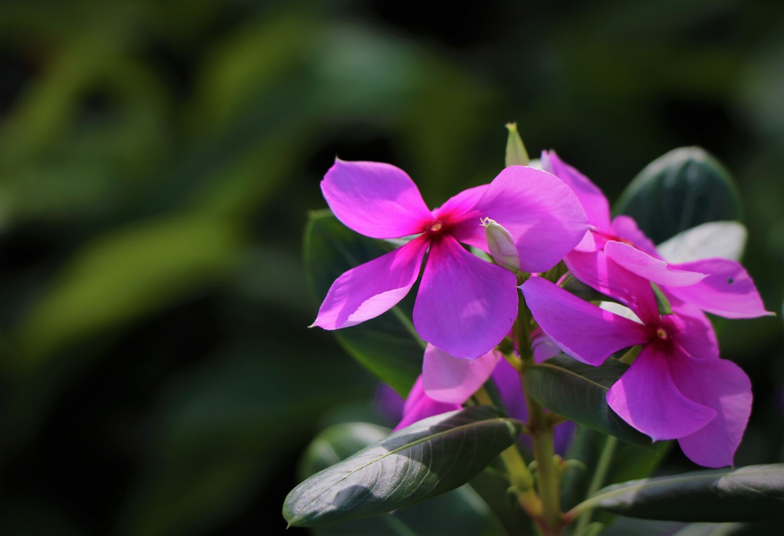 Canon EF-S 18-135mm F3.5-5.6 IS USM sample photo. Catharanthus roseus, flower, pink photography