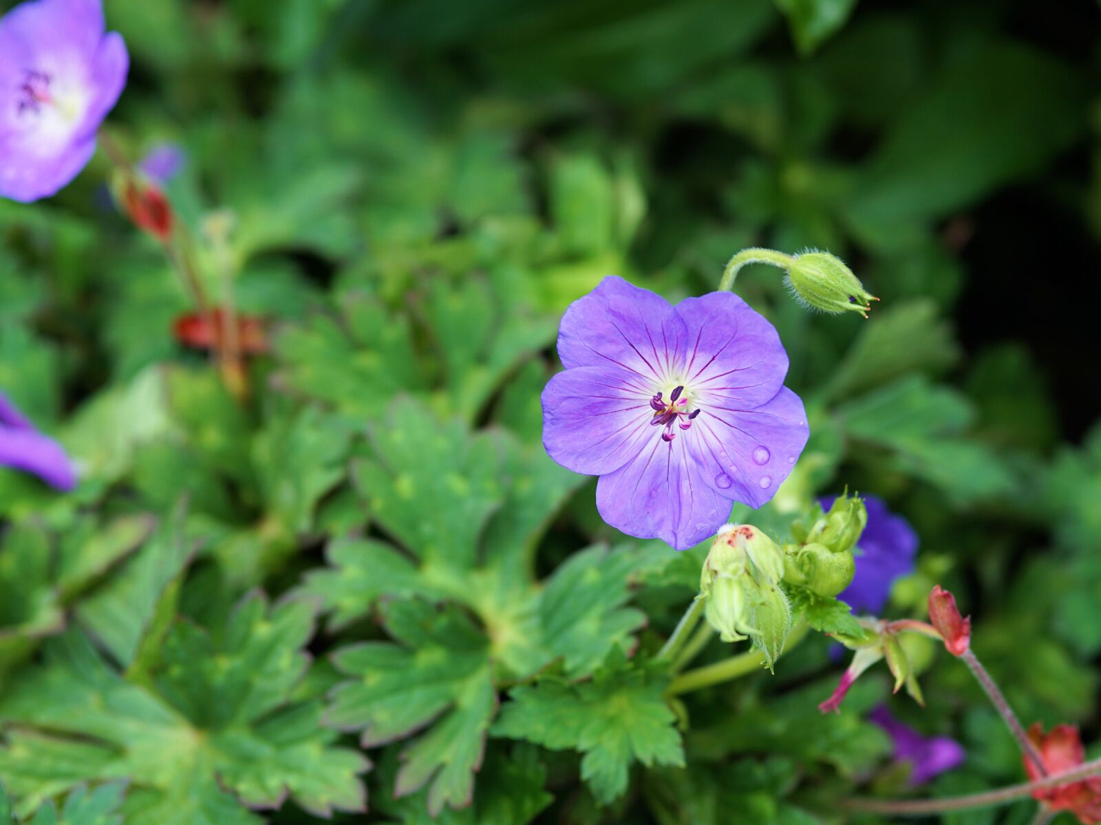 Sony a6000 + E 60mm F2.8 sample photo. Flower, blossom, bloom photography