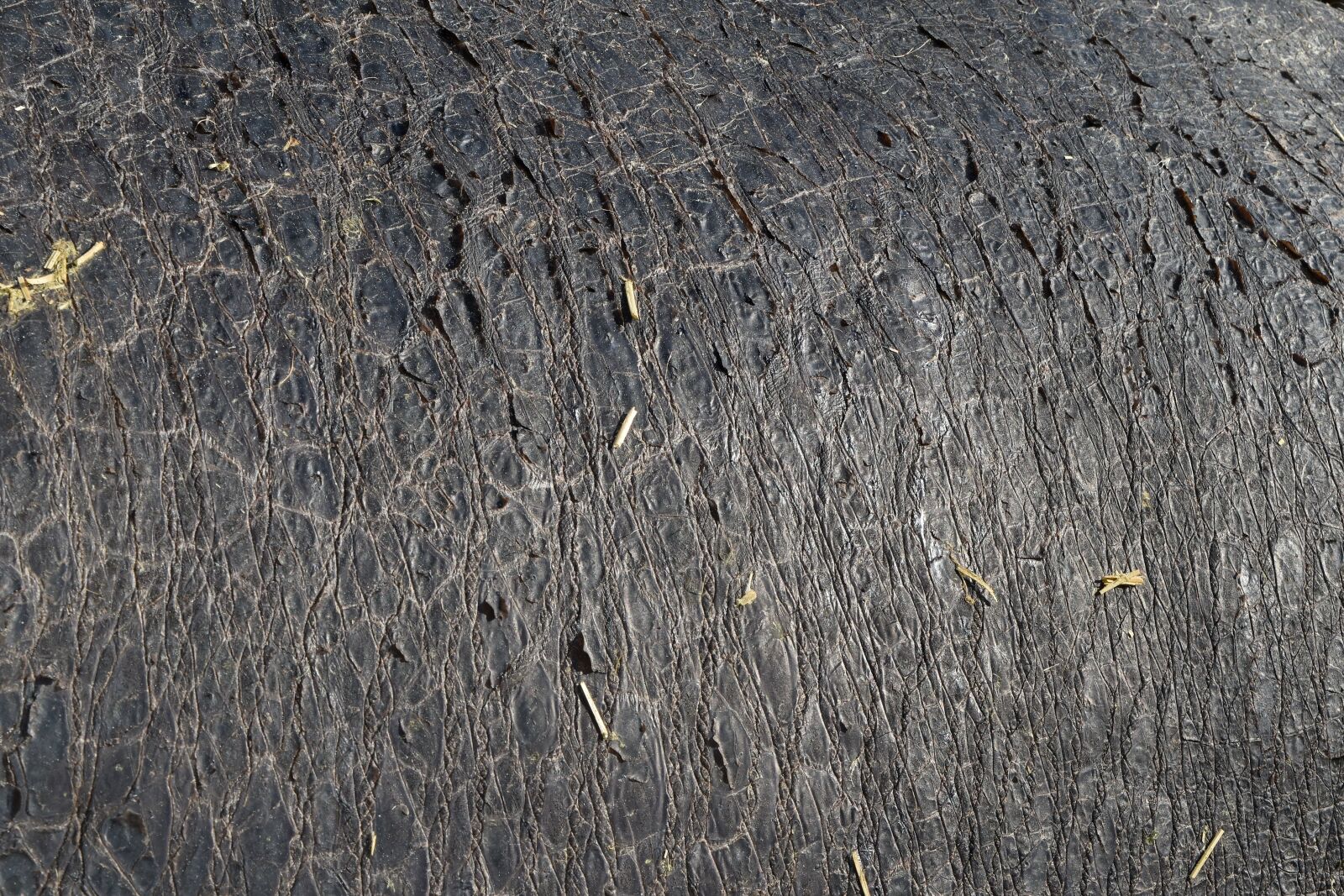 Nikon D5500 sample photo. Skin, surface, pattern, texture photography